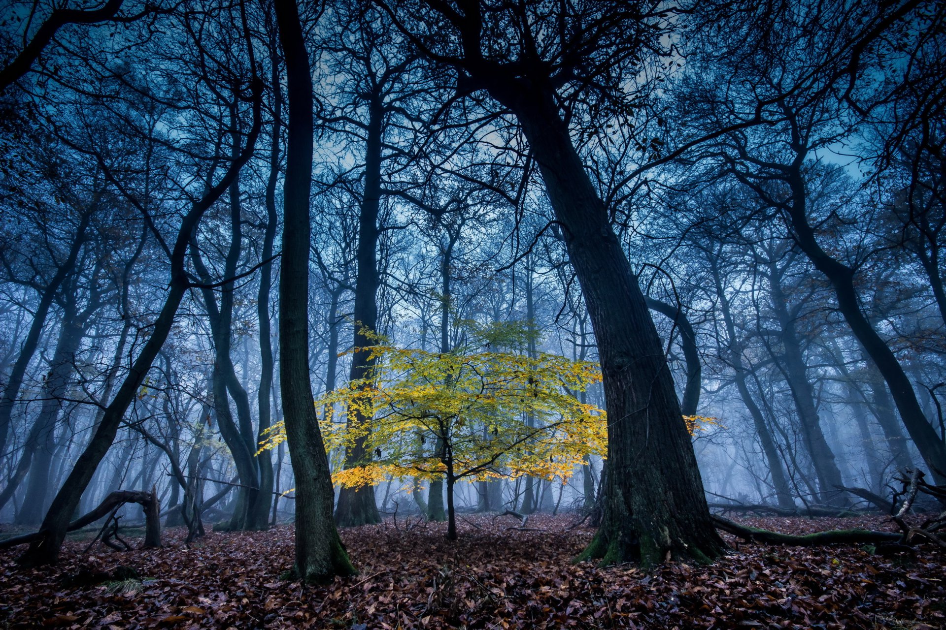 wald bäume natur