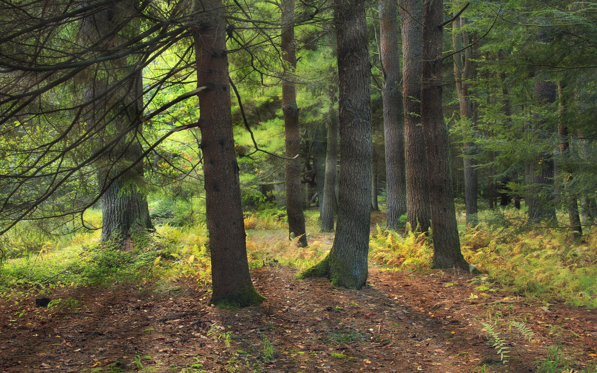 forest nature landscape