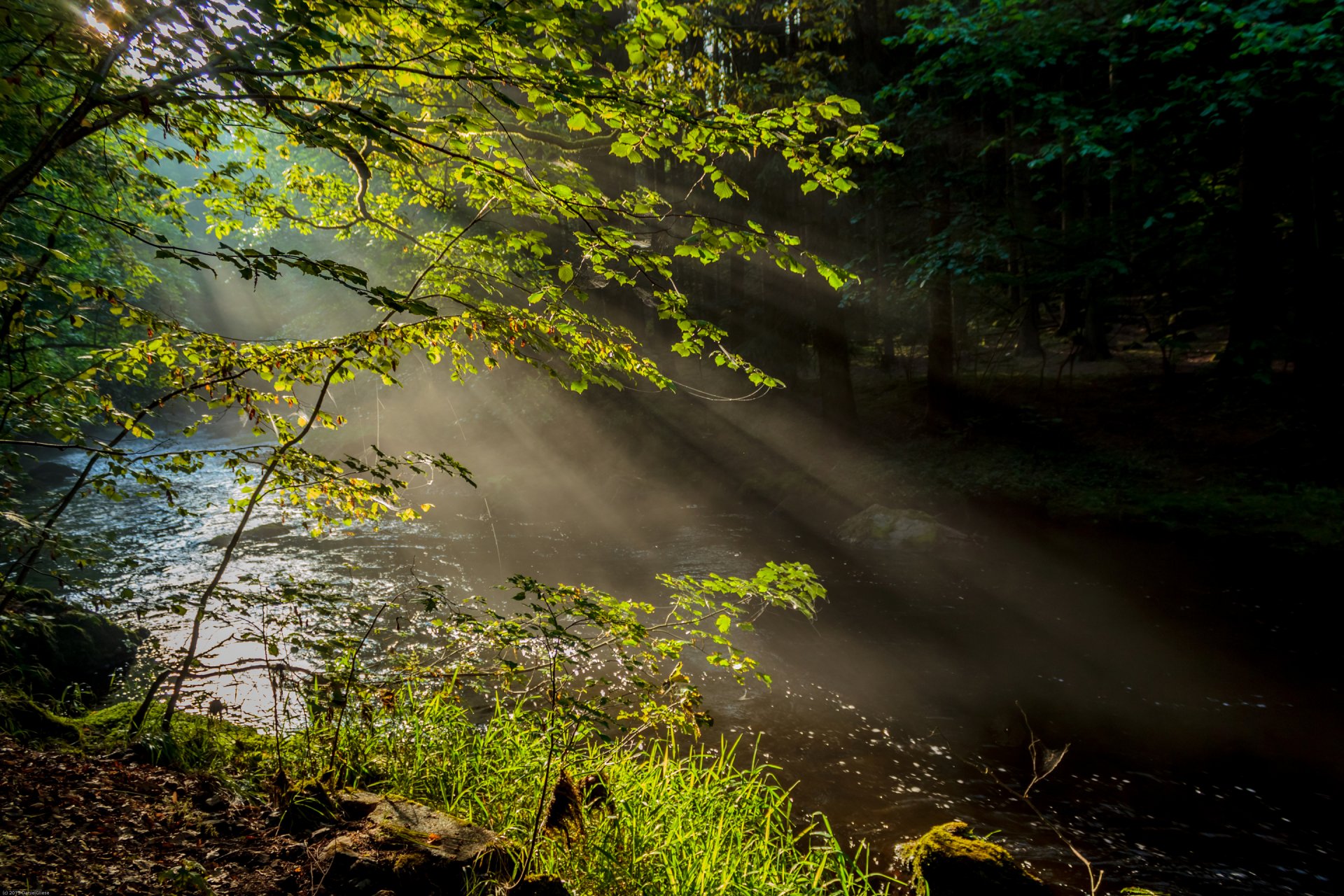 las rzeka mgła promienie drzewa natura