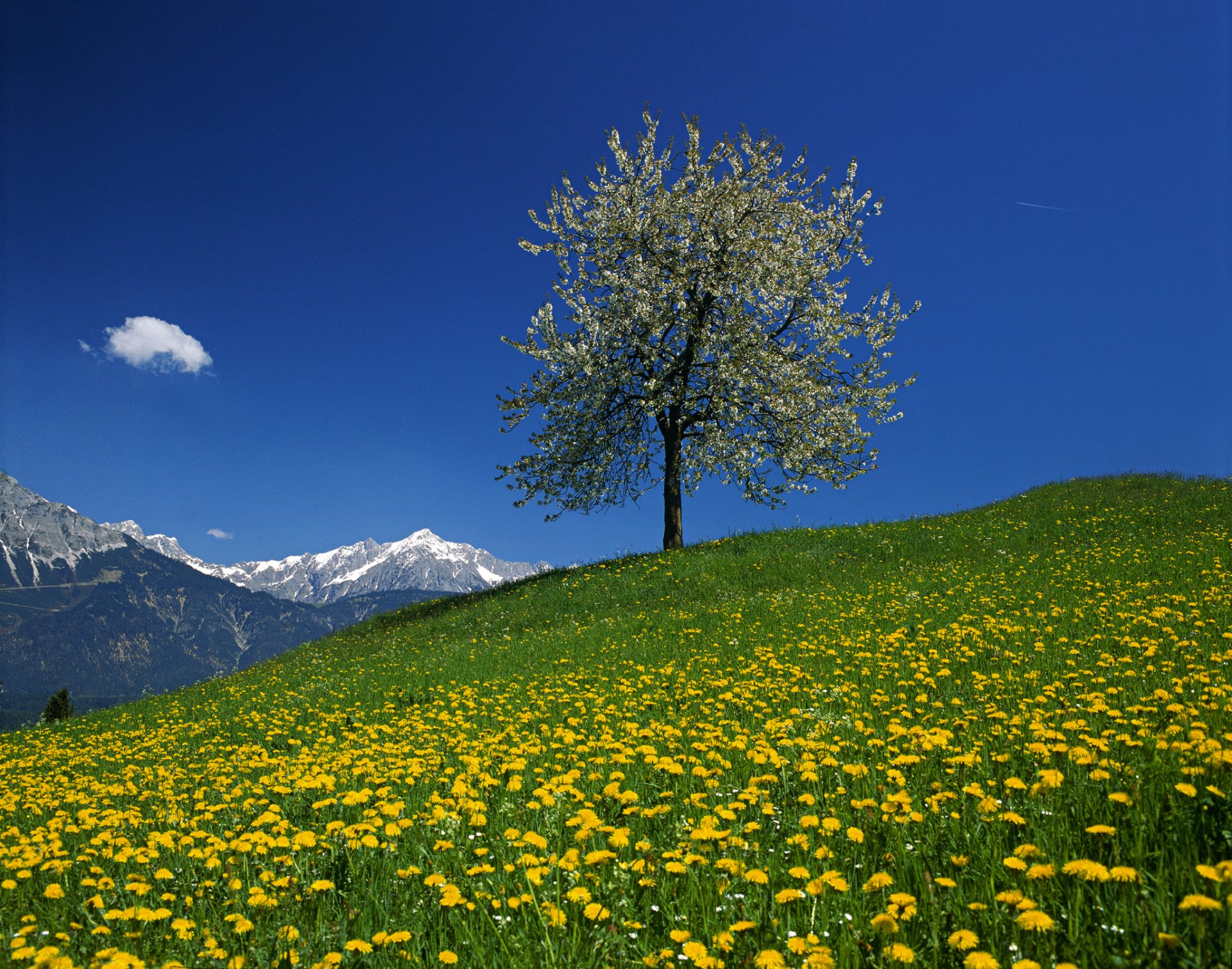 austria sky mountain tree meadow flower dandelion