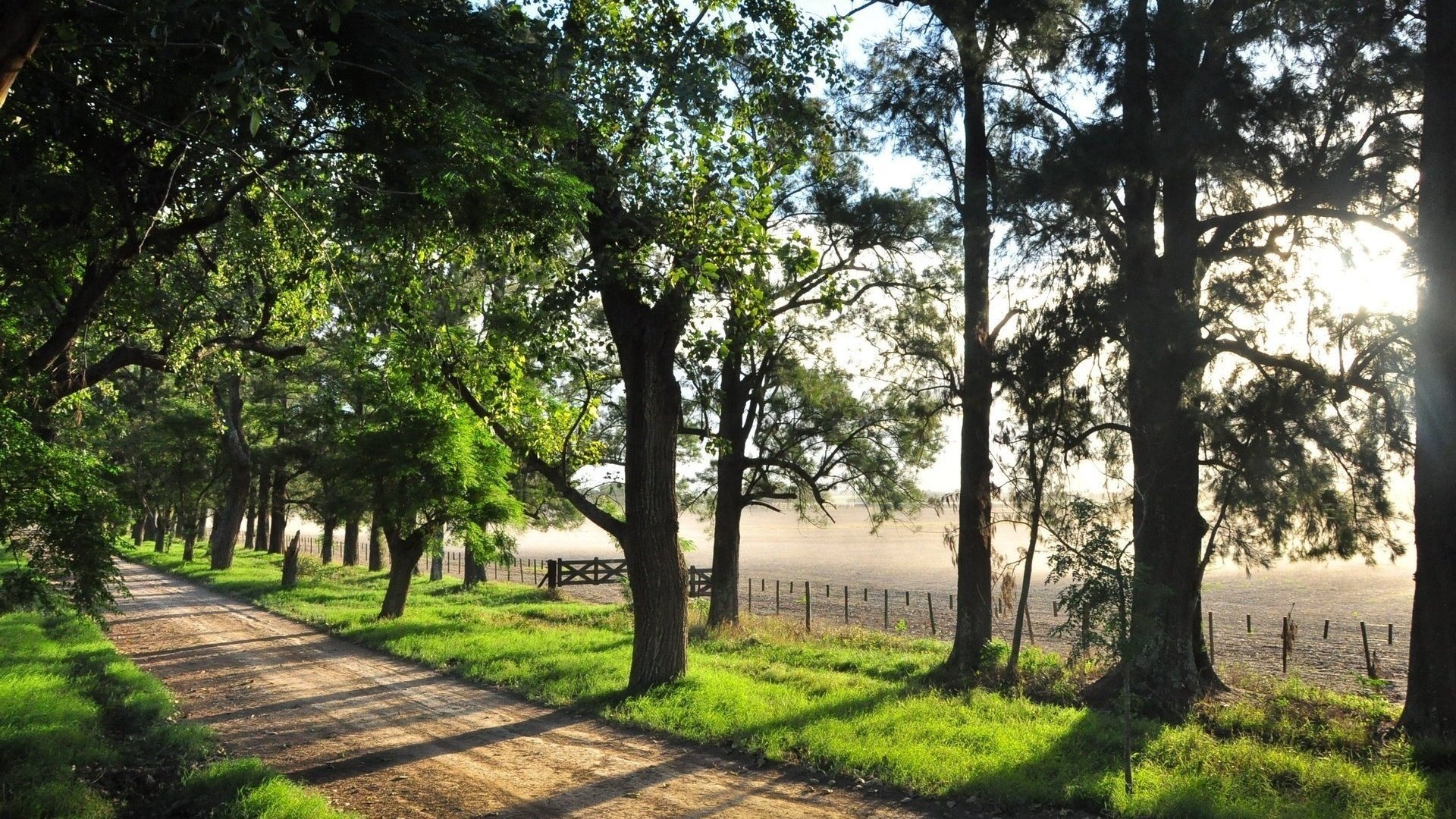 río verano árboles cerca camino foto