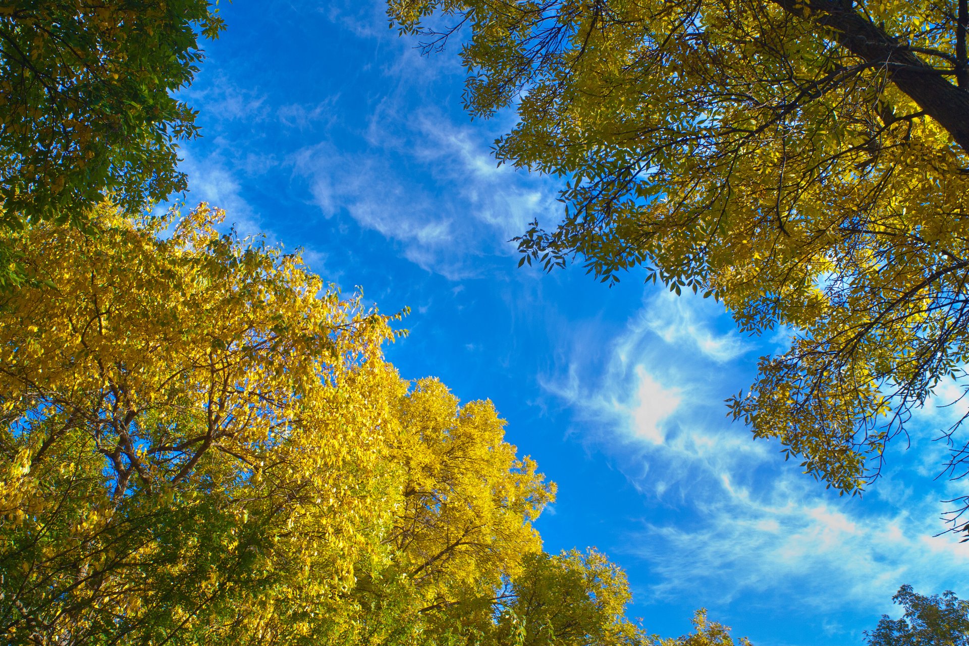 naturaleza cielo azul árboles hojas otoño