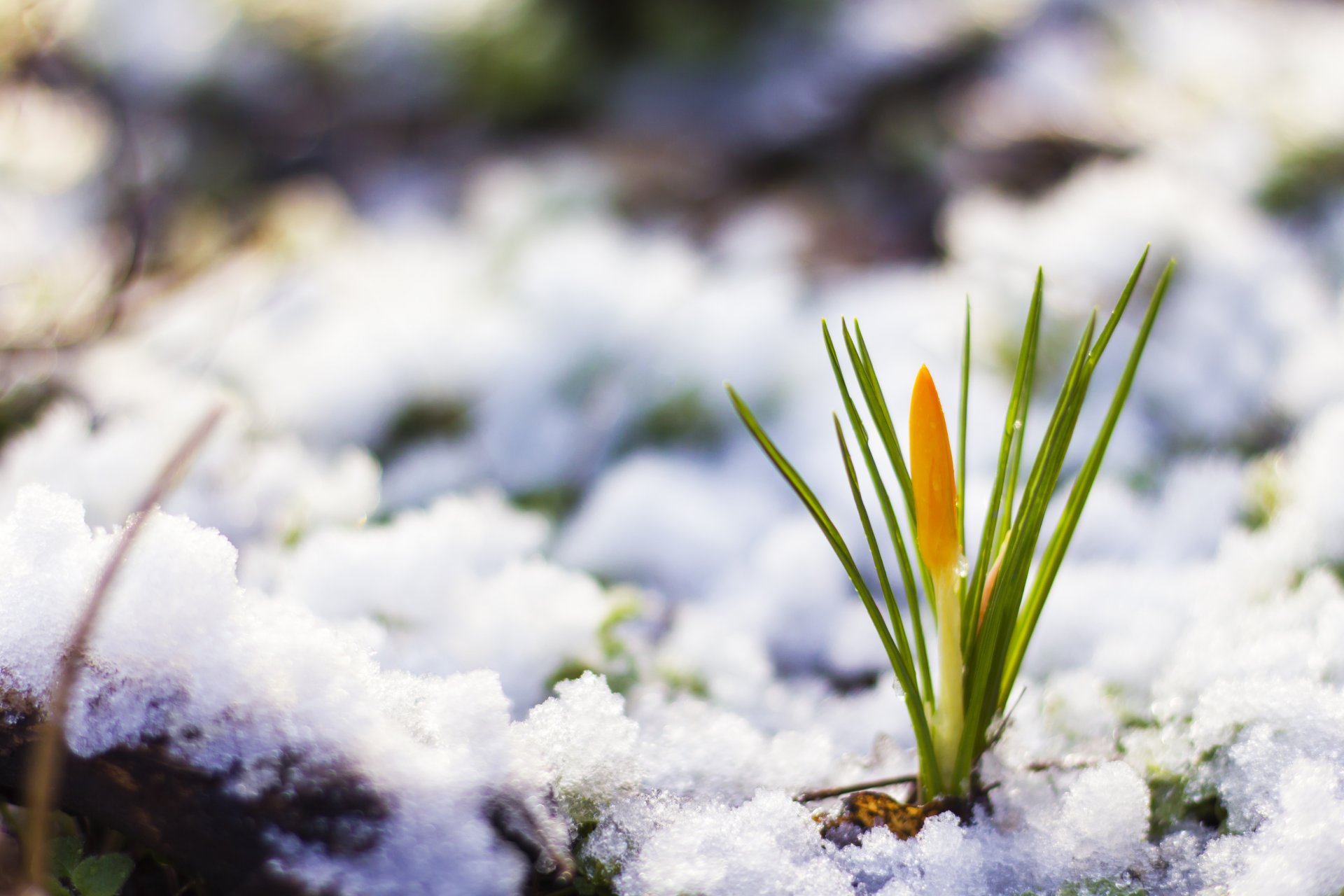 natura wiosna śnieg kwiatek żółty krokus wiosna kwiat