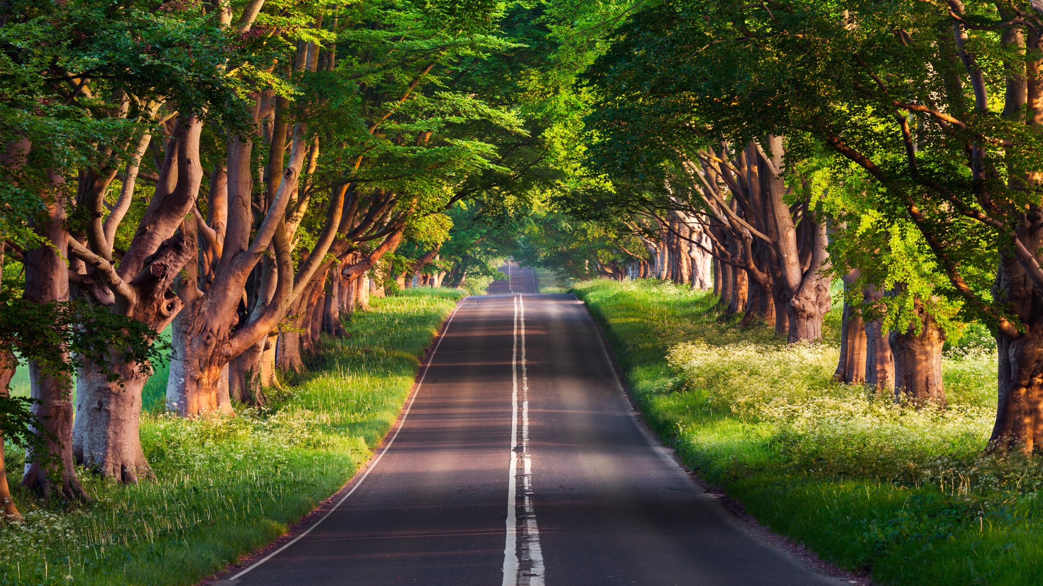 route arbres été nature sven müller