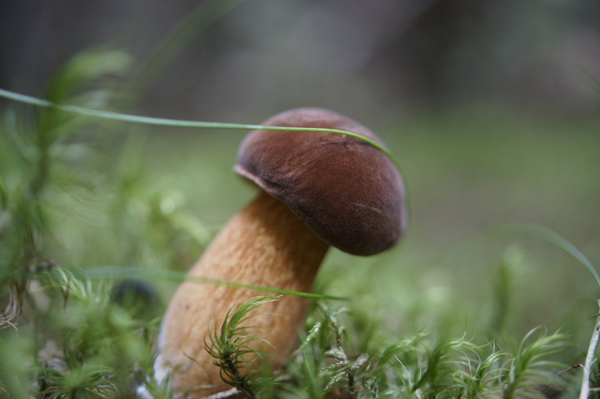 boletus edulis forest moss autumn