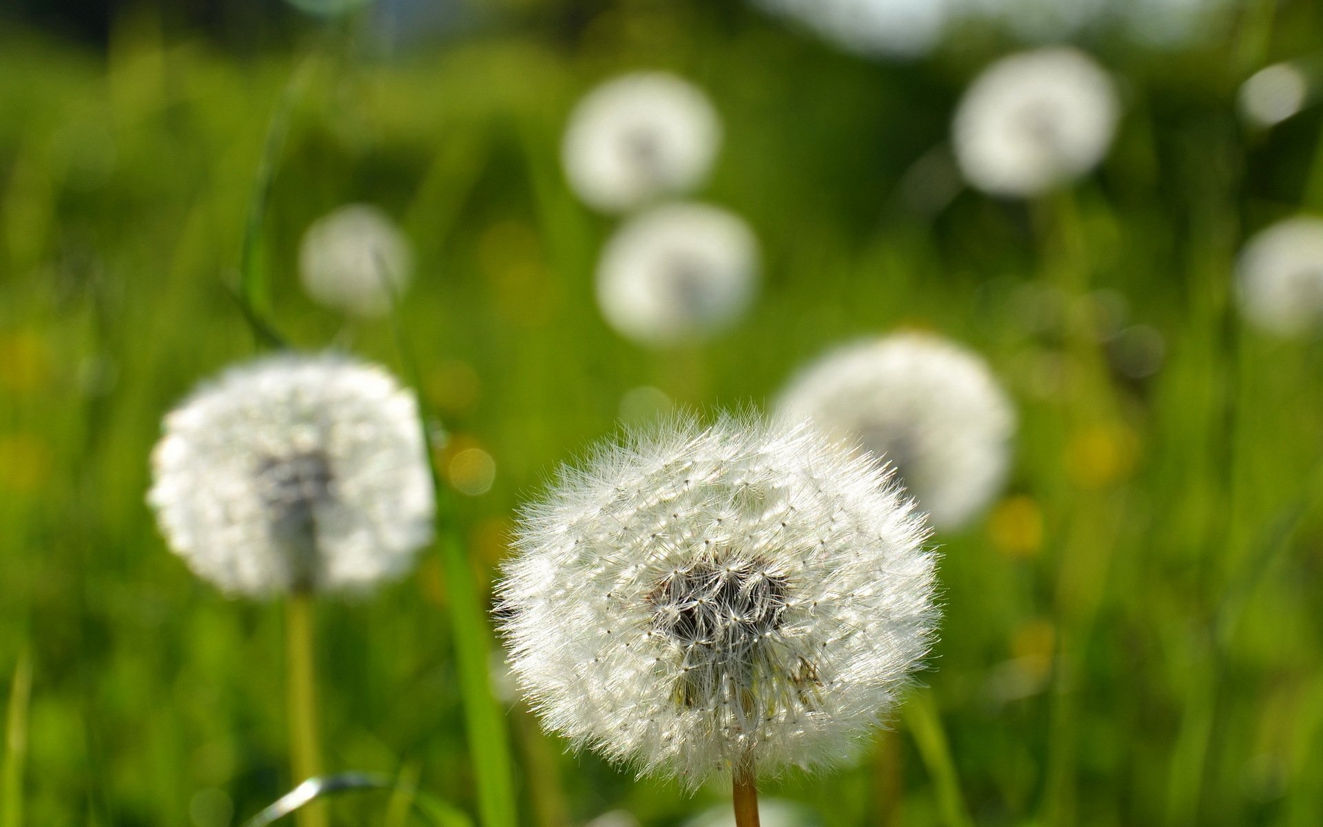 dandelions flower nature