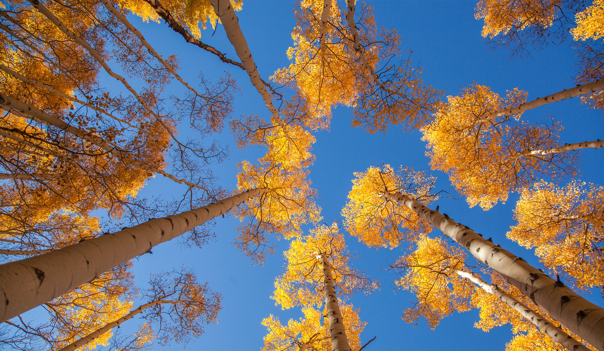 ciel arbres tremble feuilles automne tronc