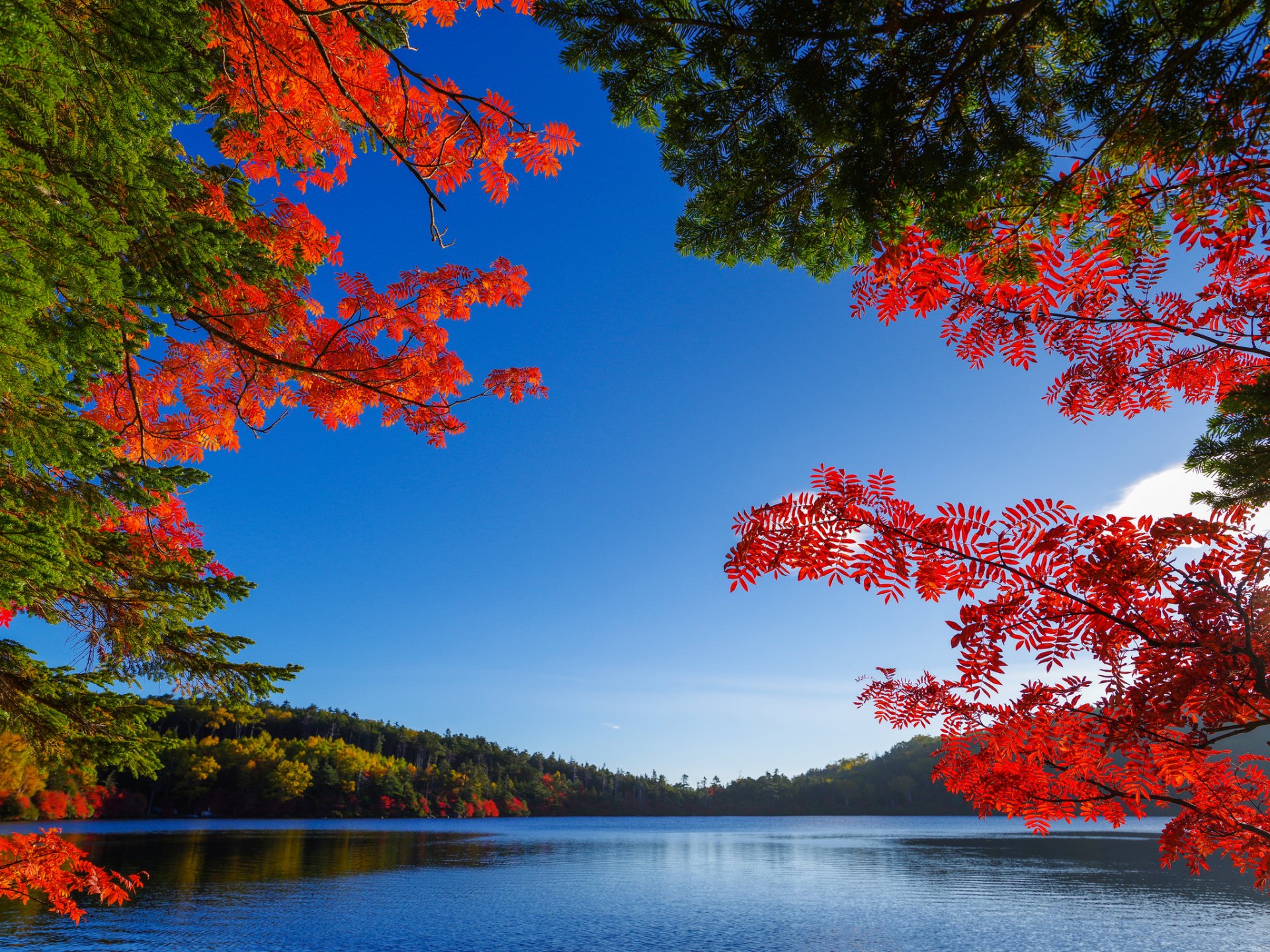 himmel see bäume blätter herbst purpurrot