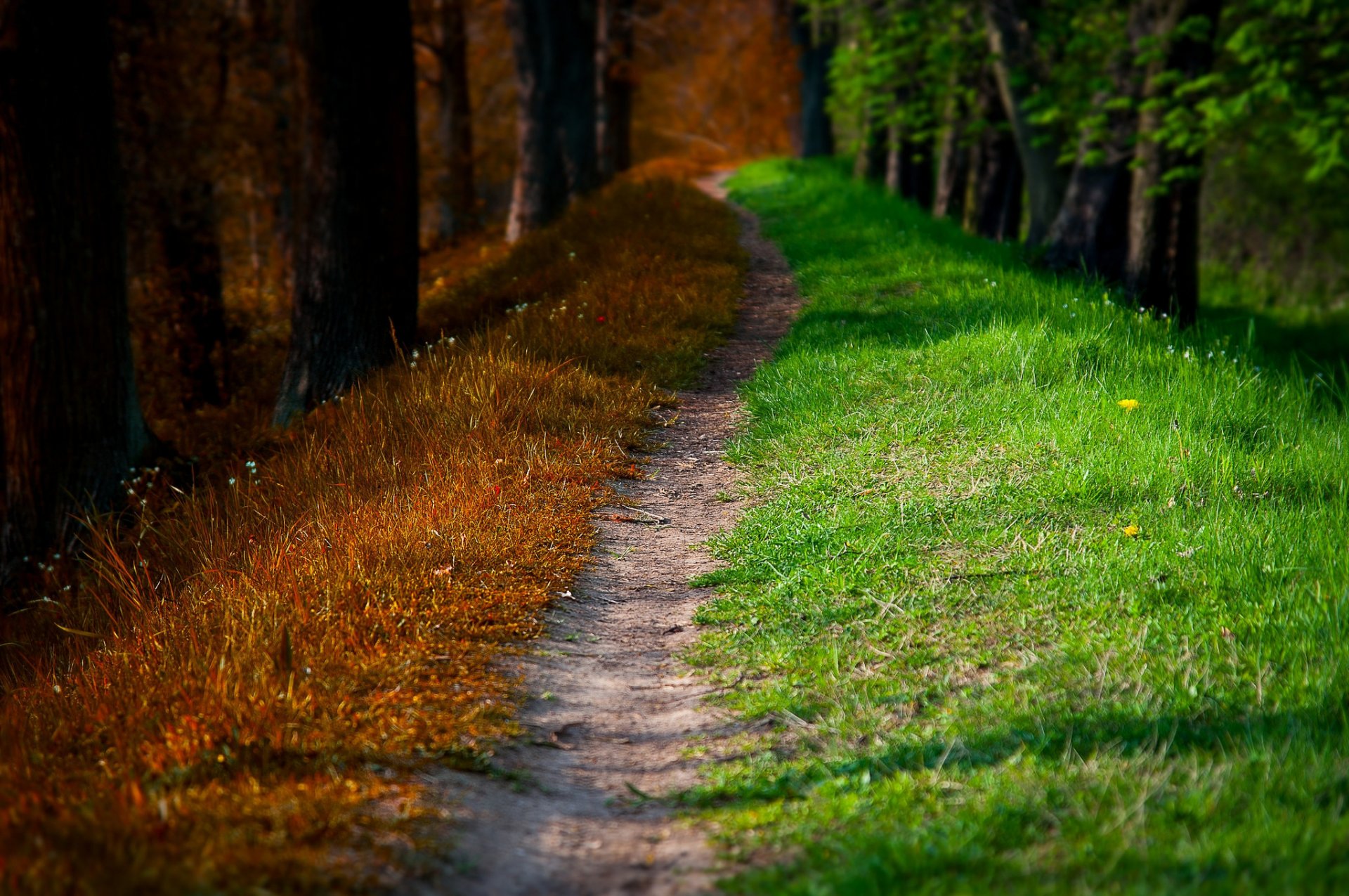 natura jesień wiosna las park drzewa droga spacer liście wiosna