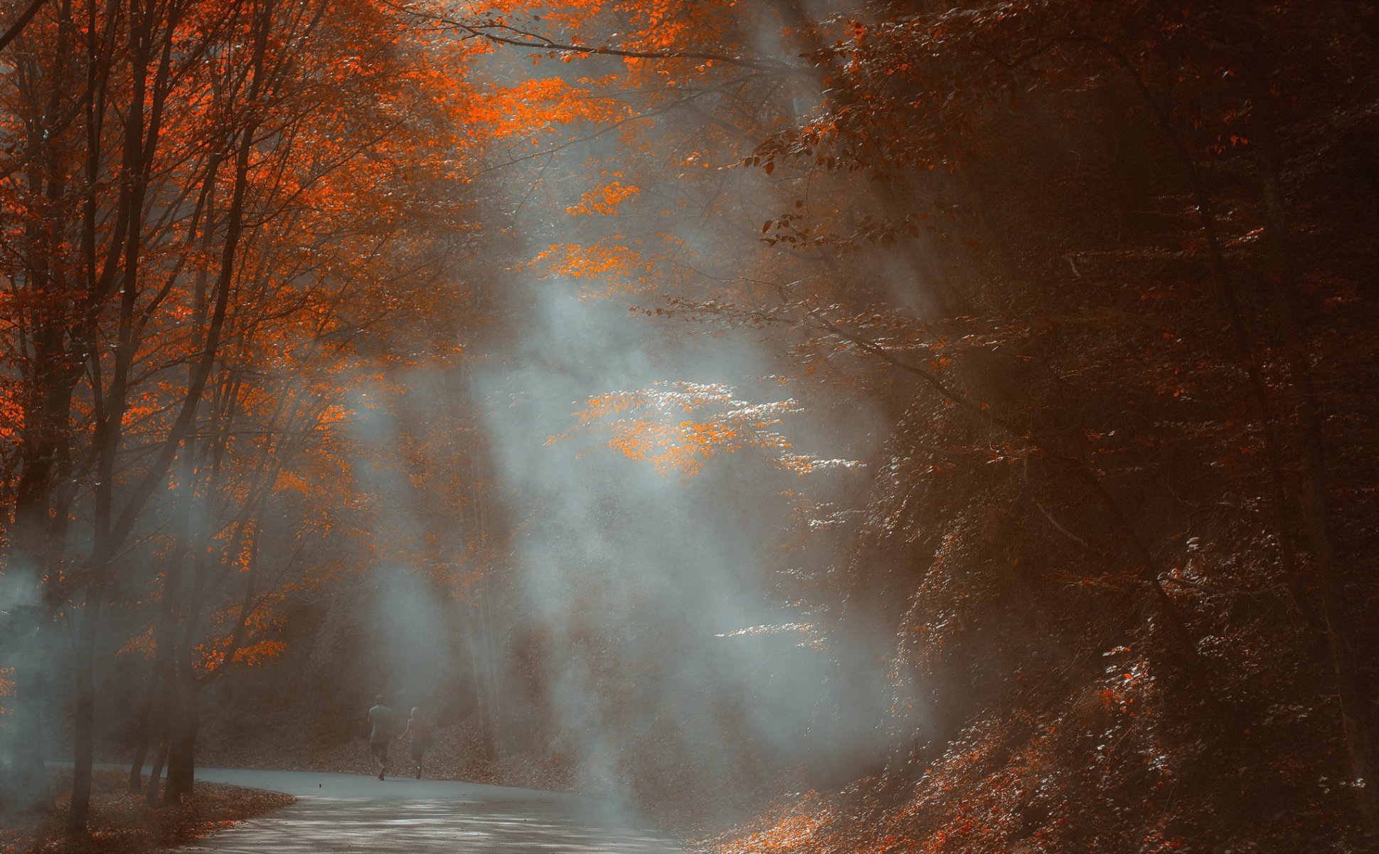 parco nebbia autunno natura