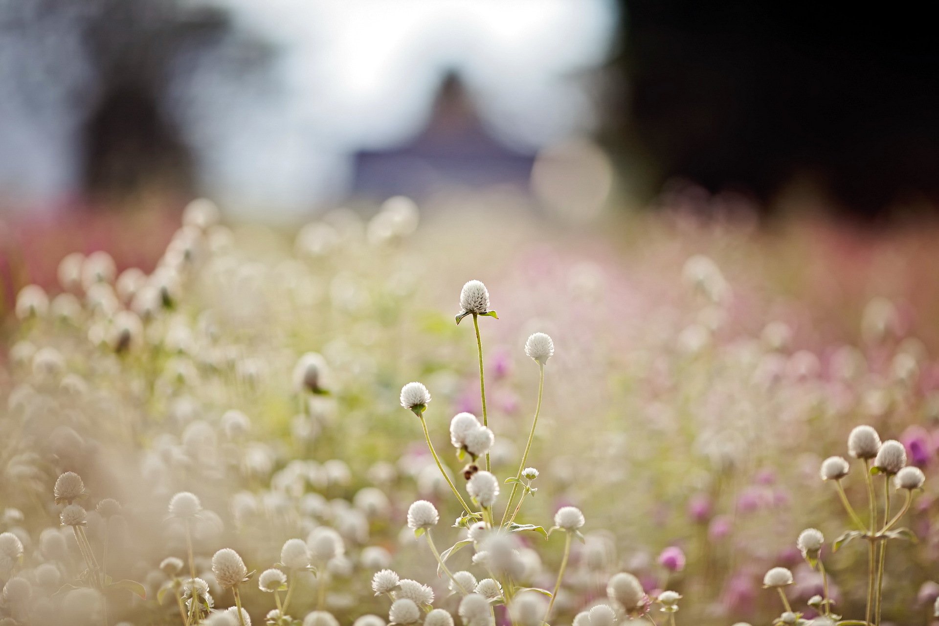 nature clover light close up