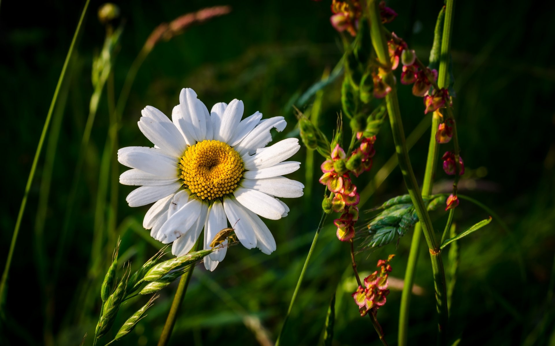 ummer the field grass flower daisy