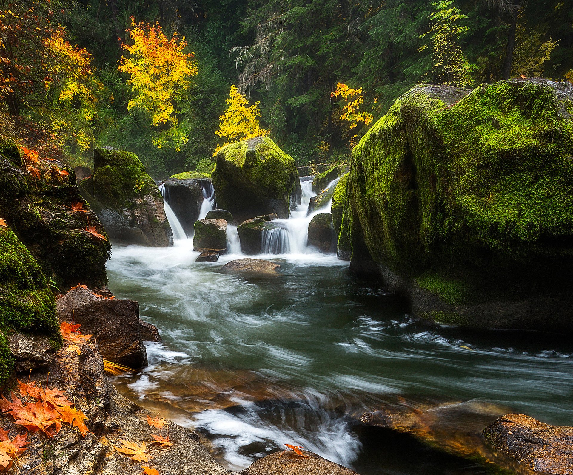 wald bäume fluss fluss felsen steine moos herbst