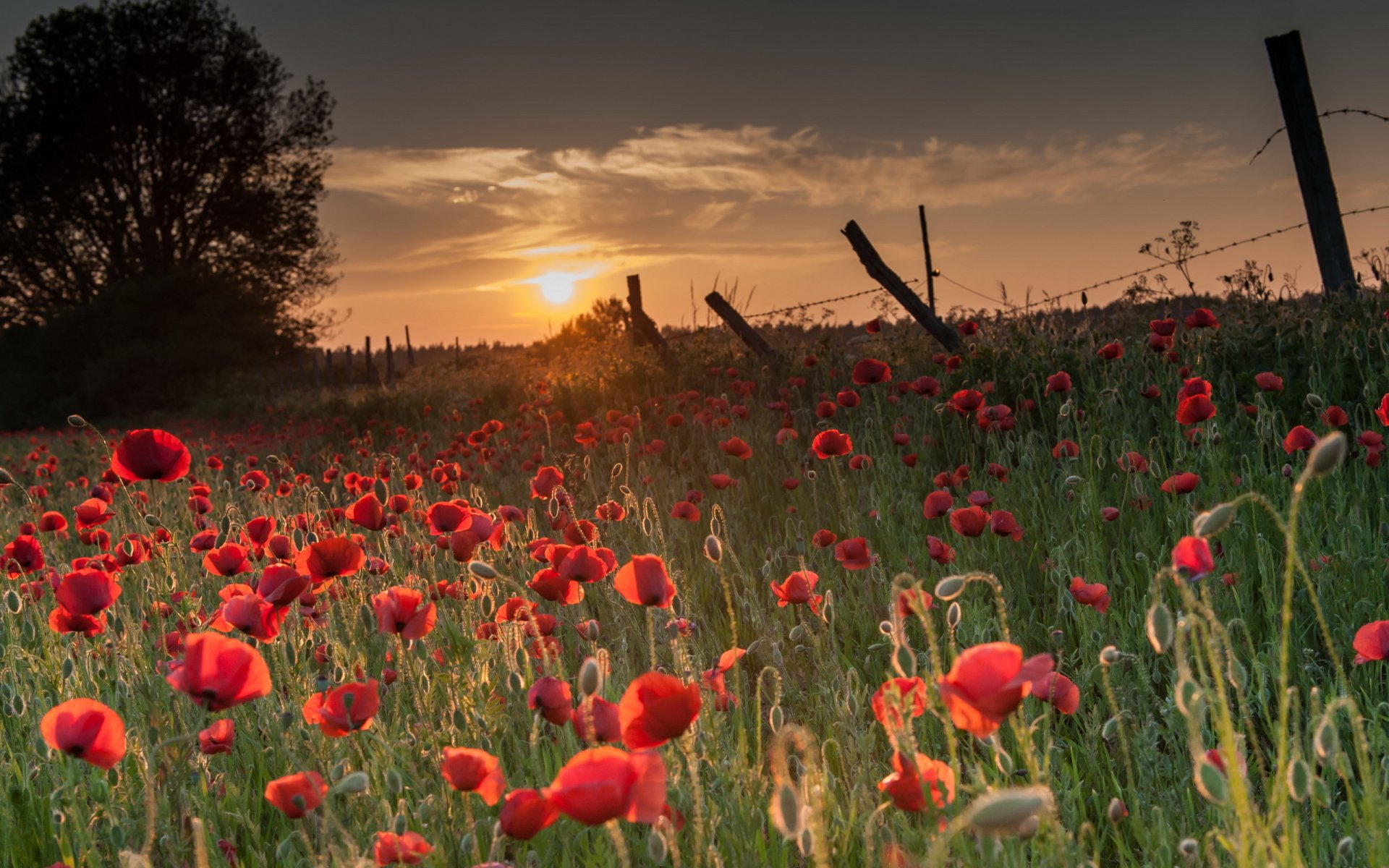 puesta de sol amapolas campo cerca naturaleza