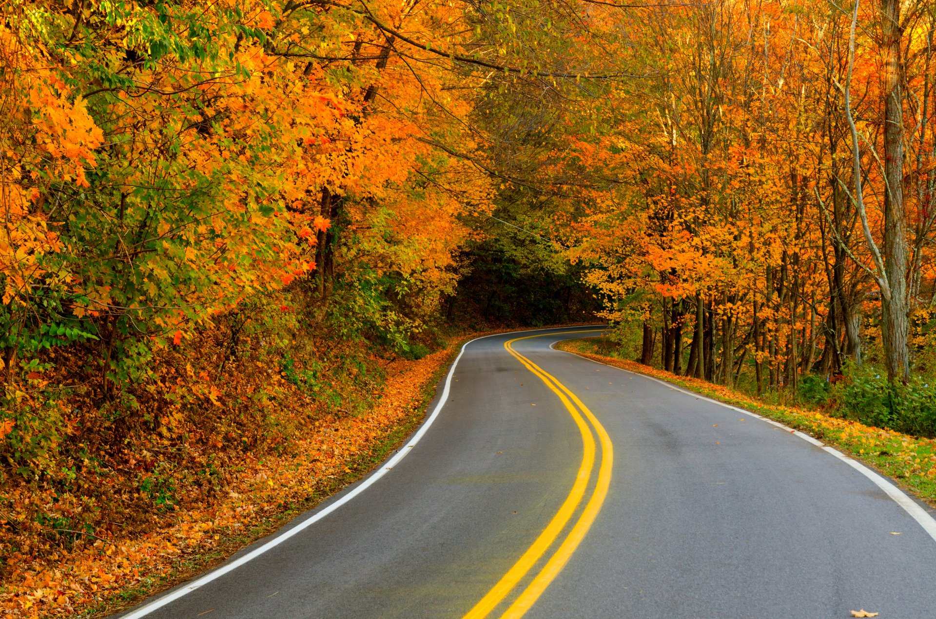 nature forest park trees leaves colorful road autumn fall colors walk