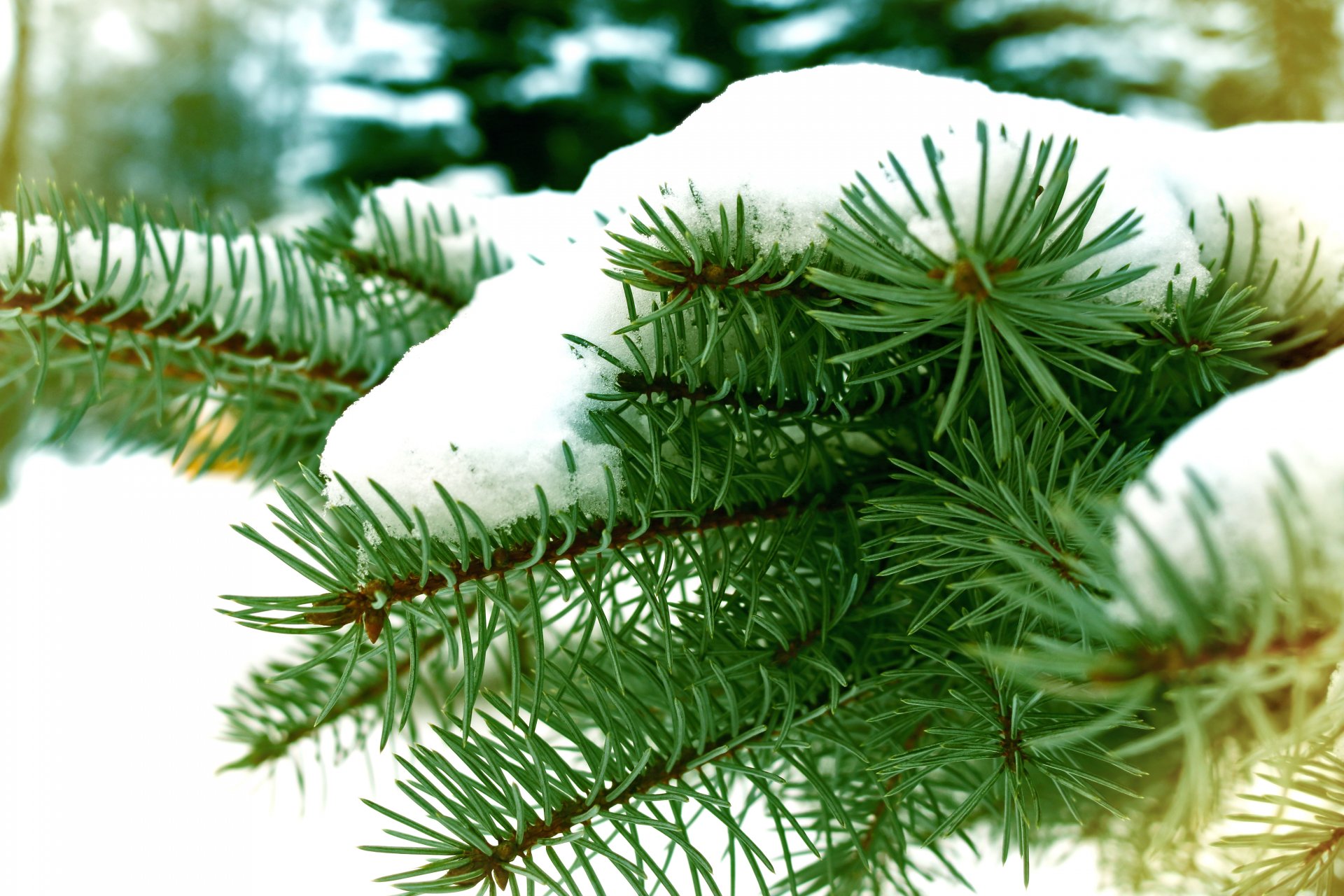 árbol de navidad nieve ramas invierno invierno