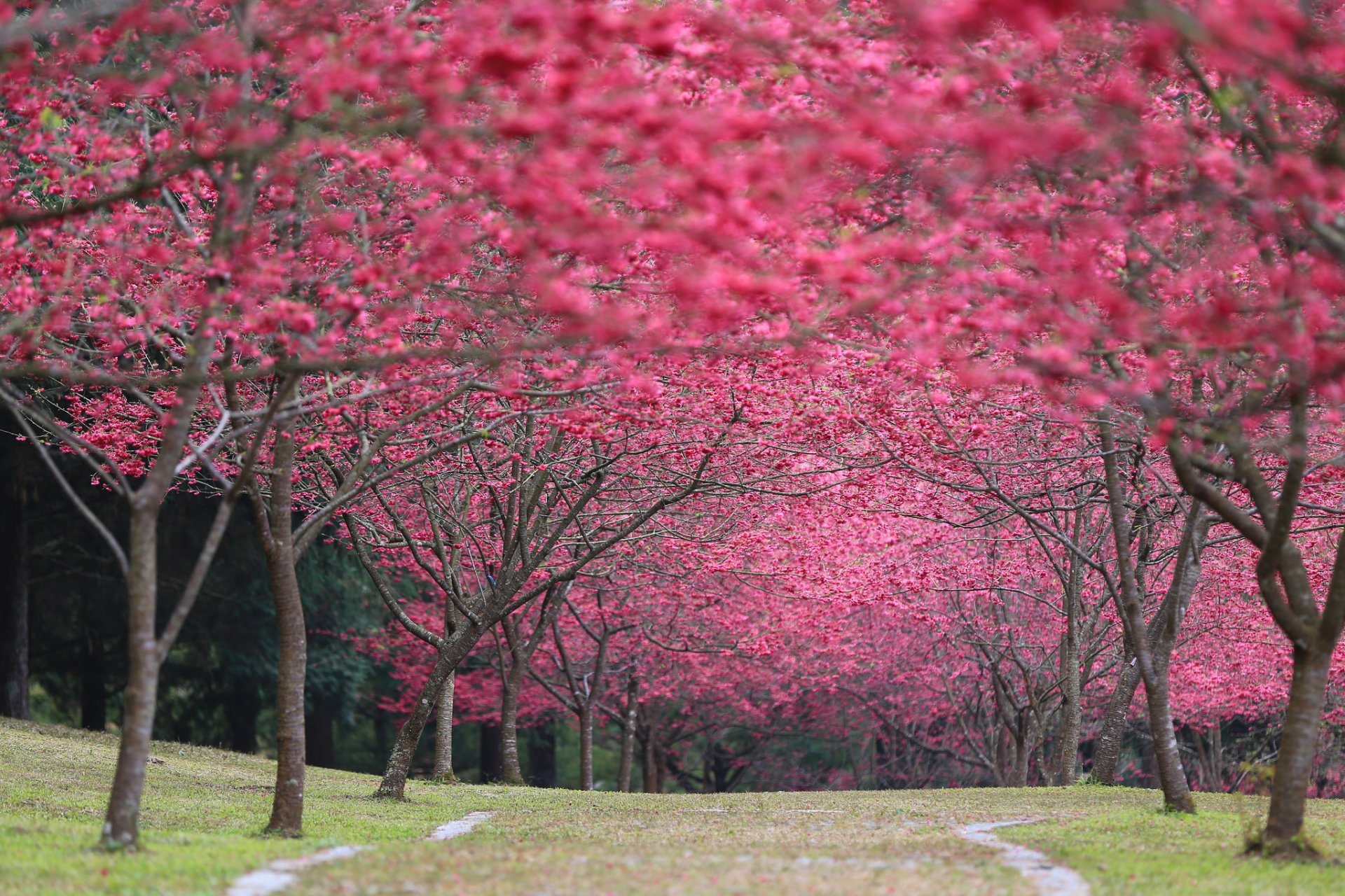 japón sakura flores de cerezo hojas cereza floración primavera parque