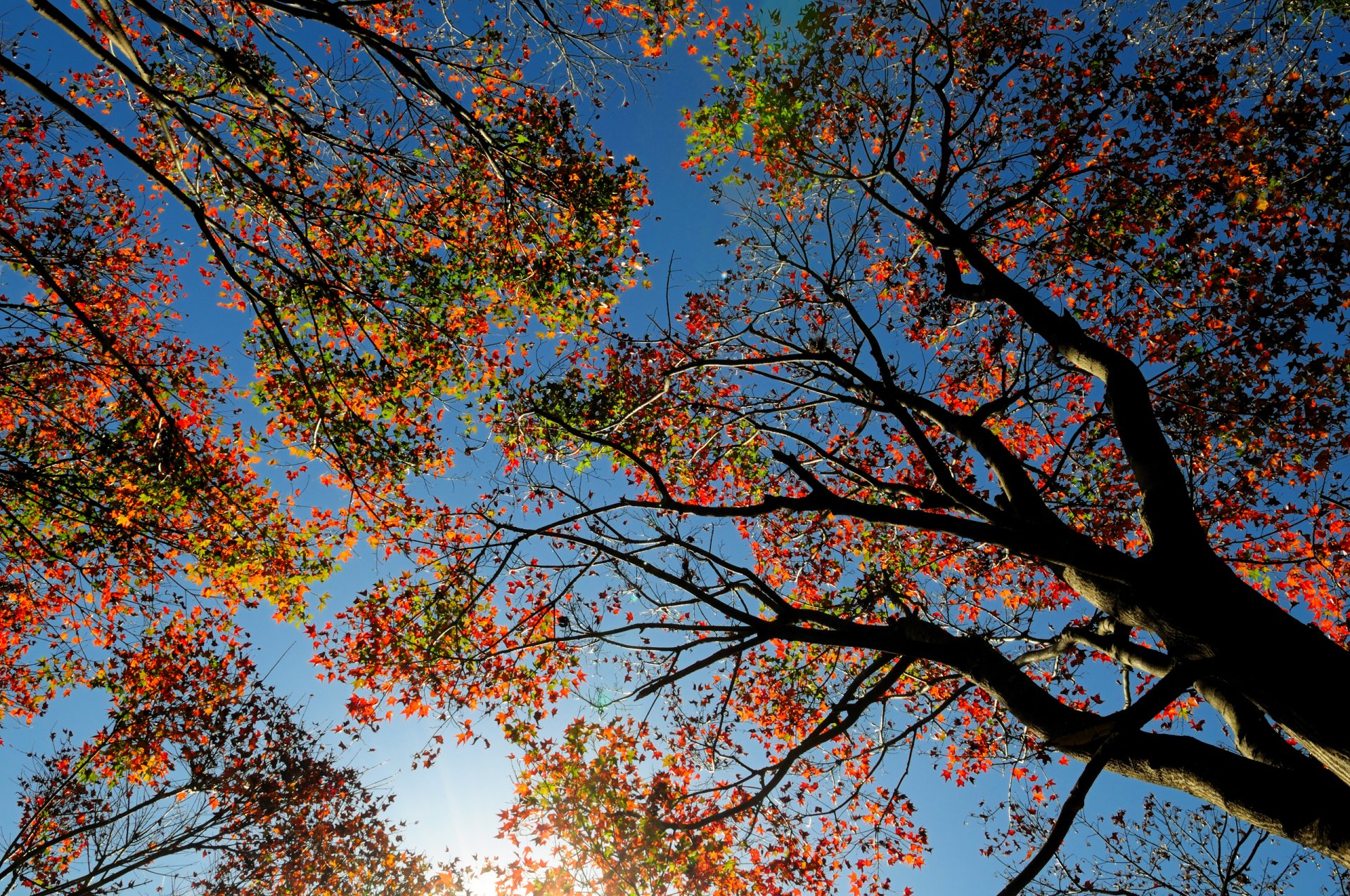 ciel arbre feuilles automne