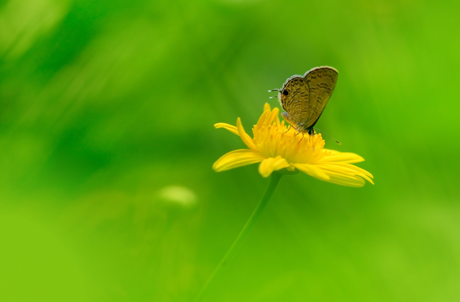 pole łąka kwiat płatki motyl owad skrzydła