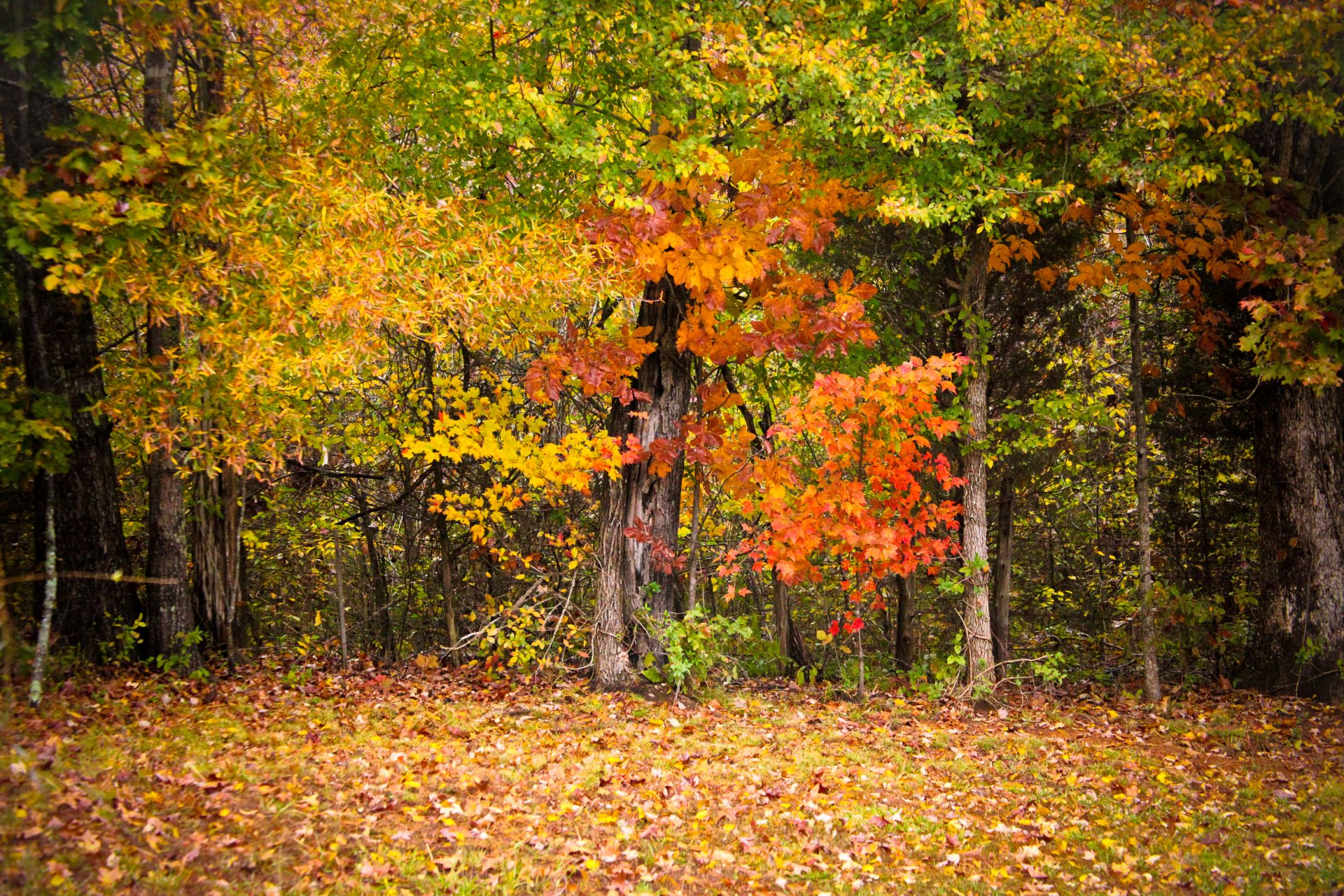 autunno alberi foglie colorato