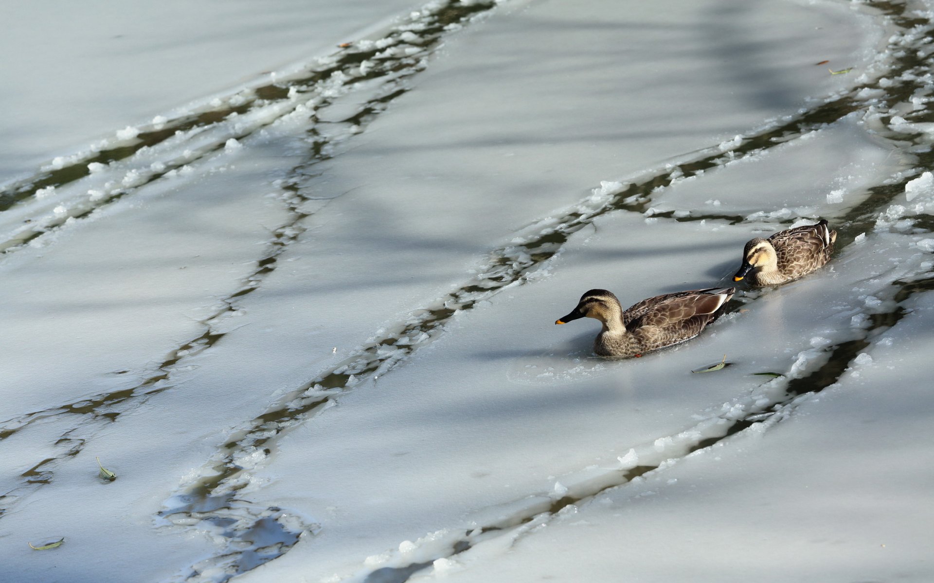 patos naturaleza