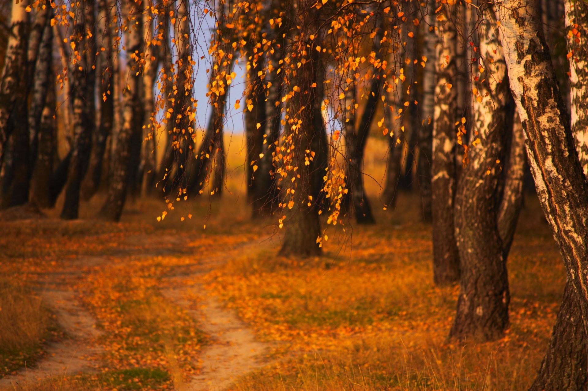 abend abendfarben herbst natur