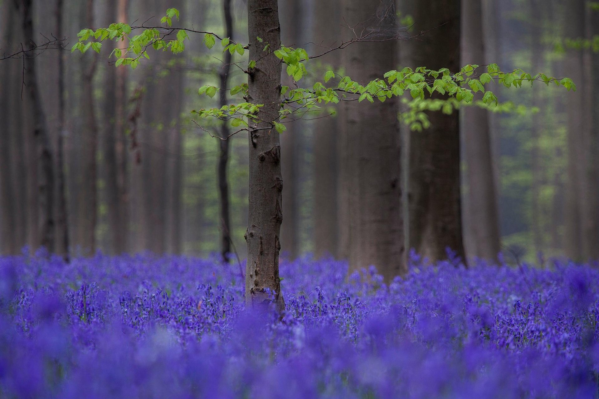 forest tree spring flower purple