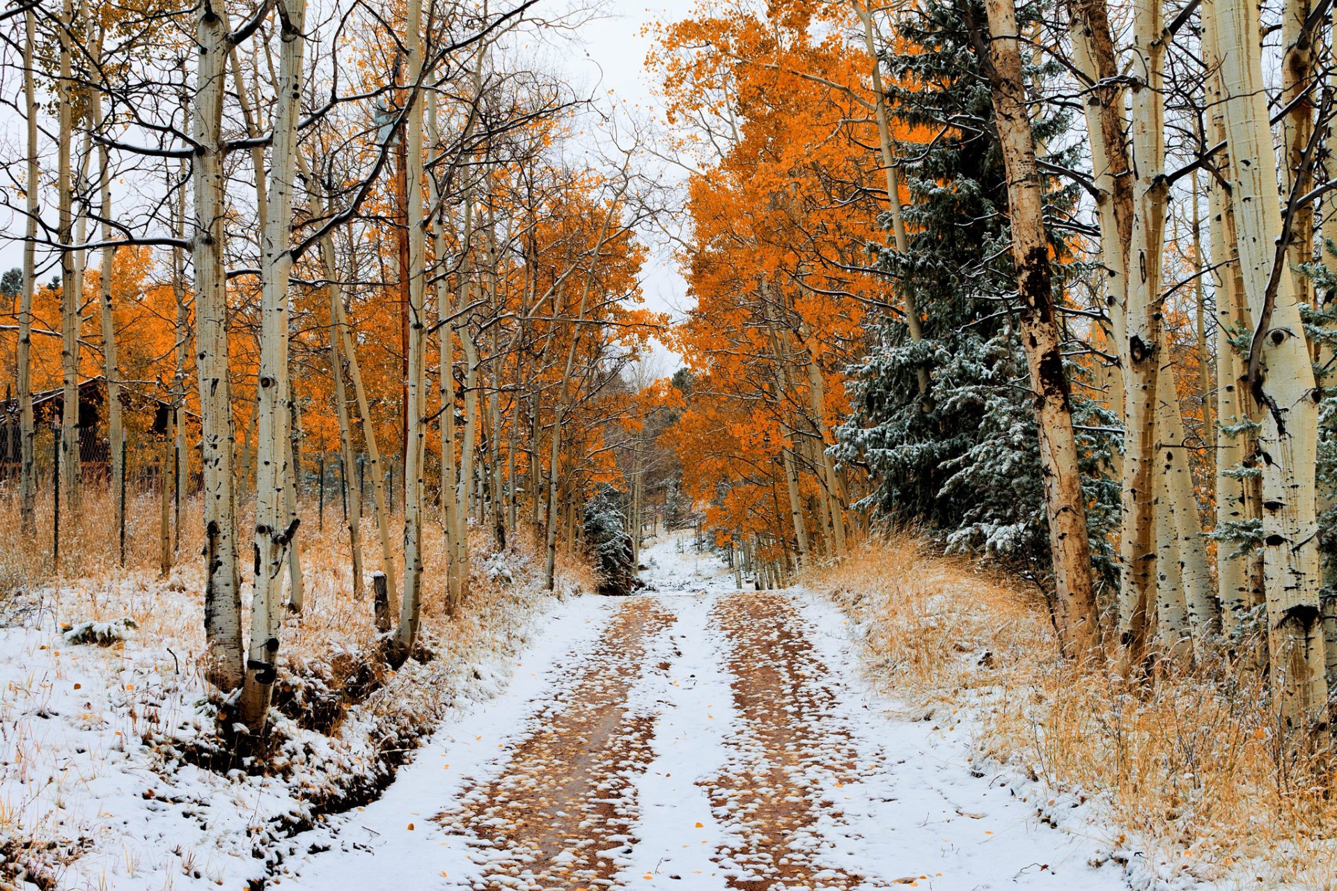 road tree autumn snow