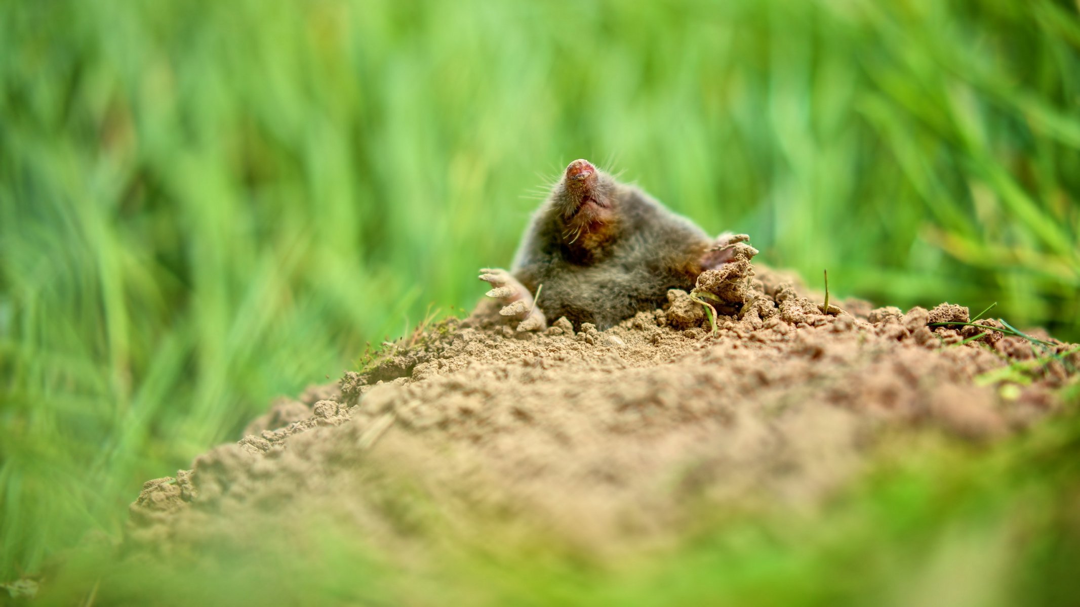 maulwurf natur hintergrund