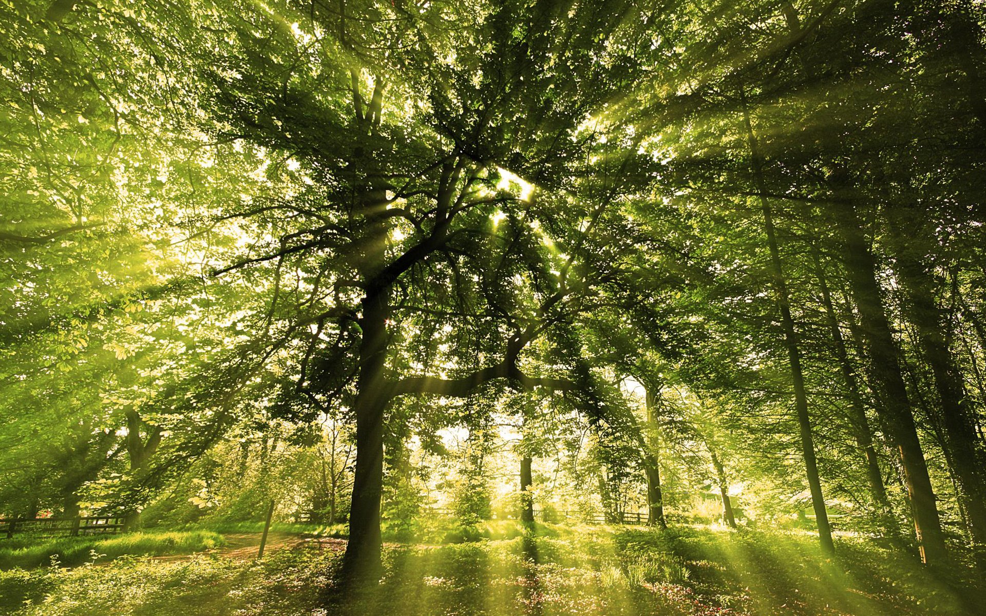 foresta dervia rami foglie verde vegetazione raggi luce sole alba