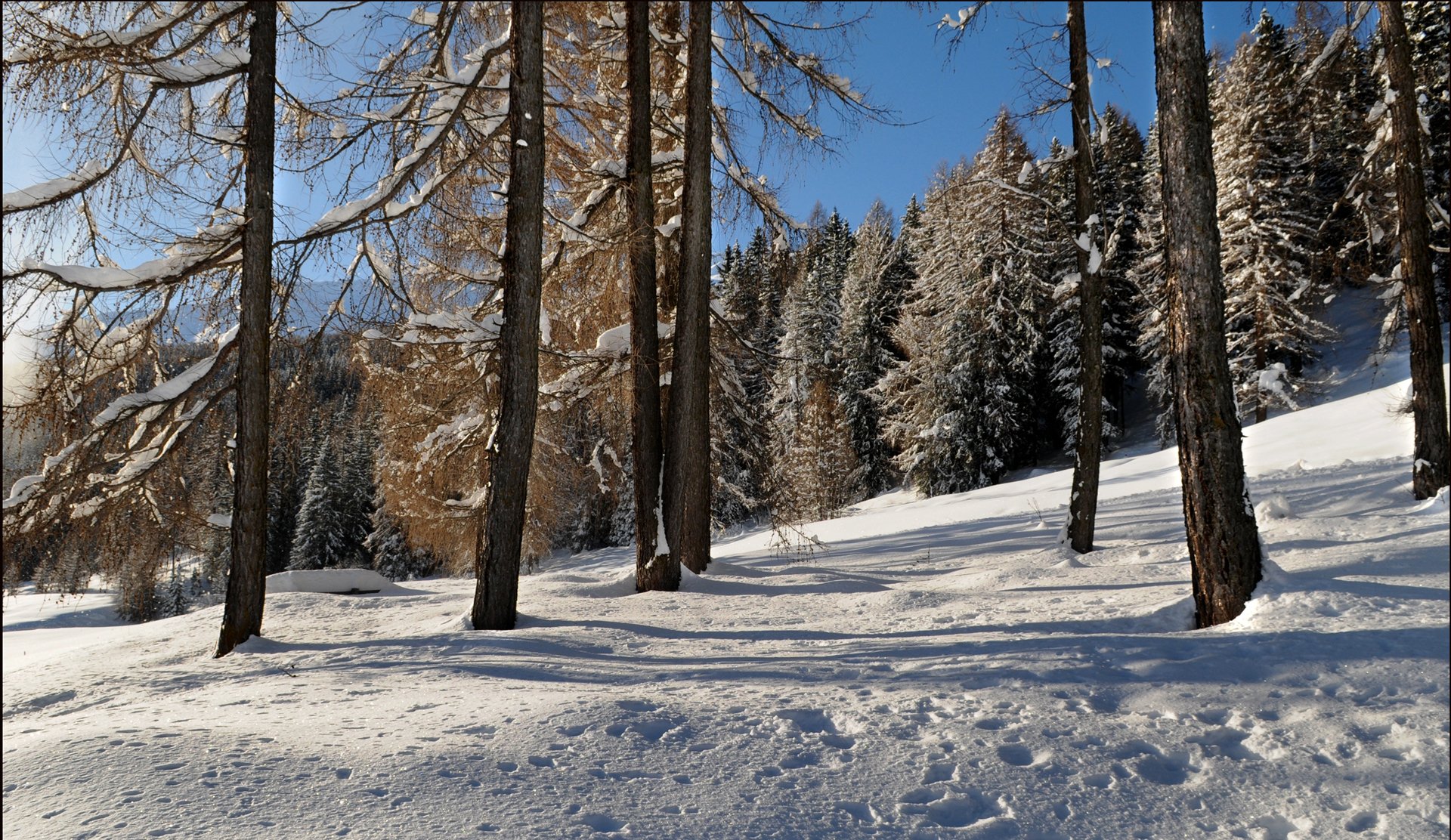 ciel forêt arbres pente hiver neige