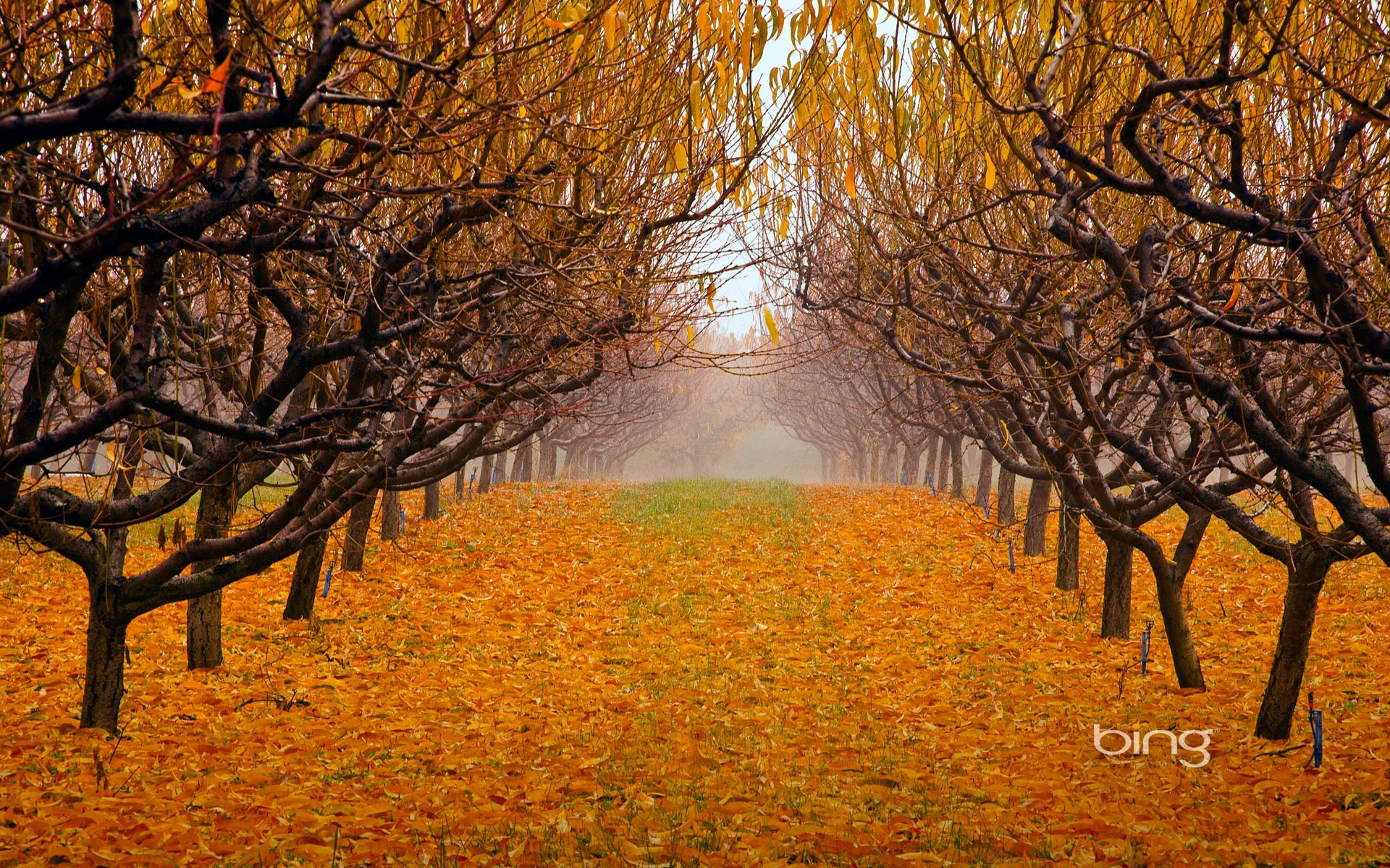 british columbia canada valle di okanagan nebbia autunno foglie alberi giardino parco