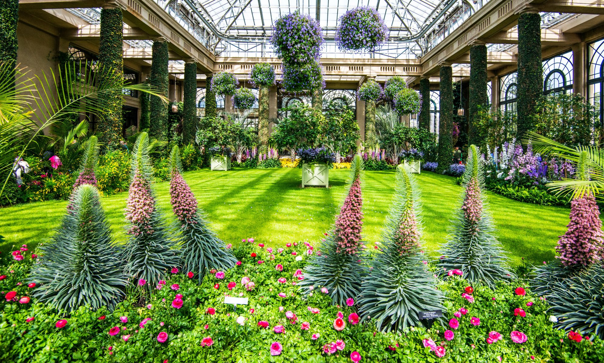 stati uniti parco delphinium rose longwood kenneth square prato cespugli natura foto