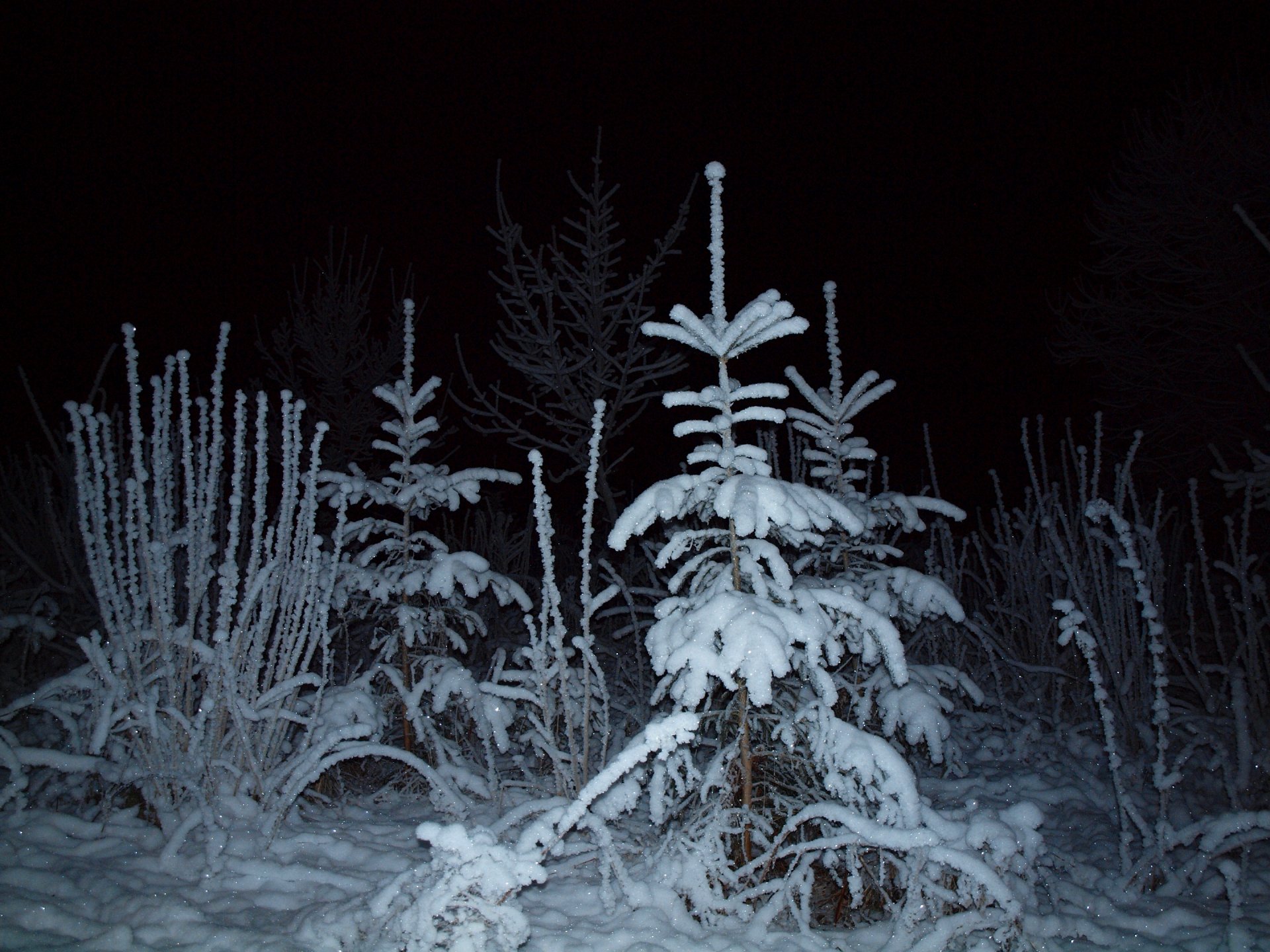 night light forest spruce winter snow