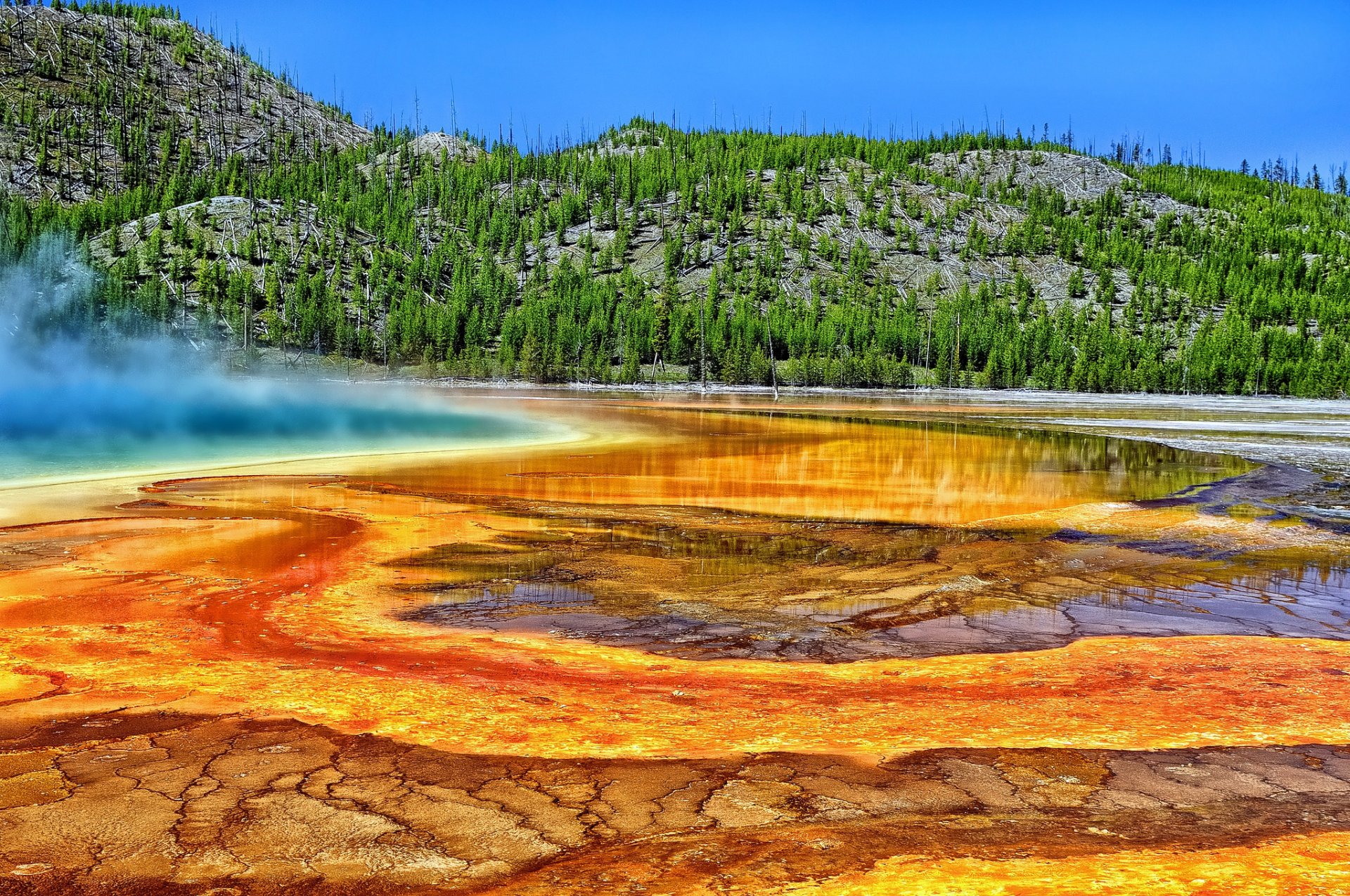 wielkie pryzmatyczne źródło park narodowy yellowstone wyoming yellowstone gorące źródło drzewa