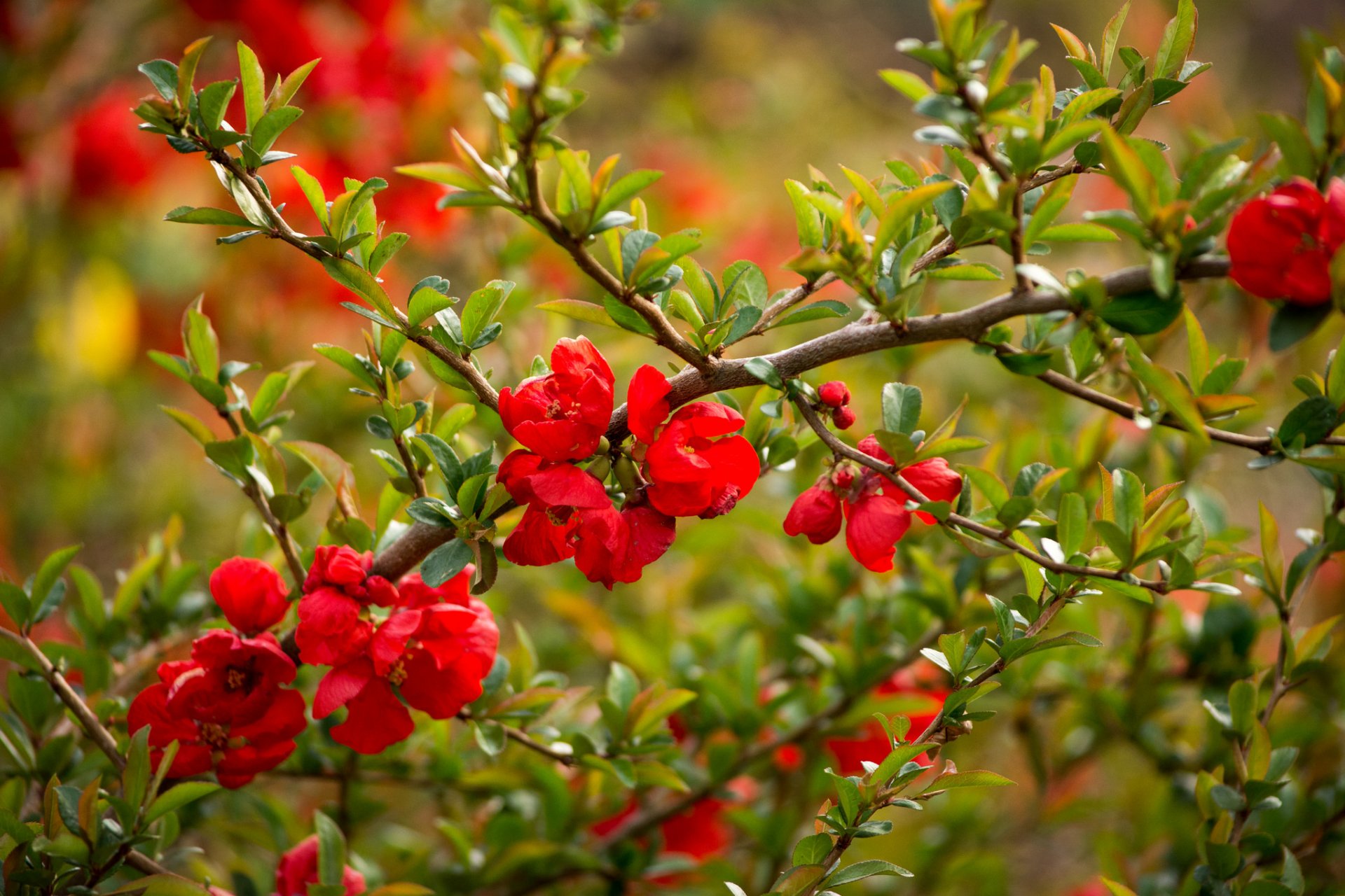 coing branche floraison fleurs