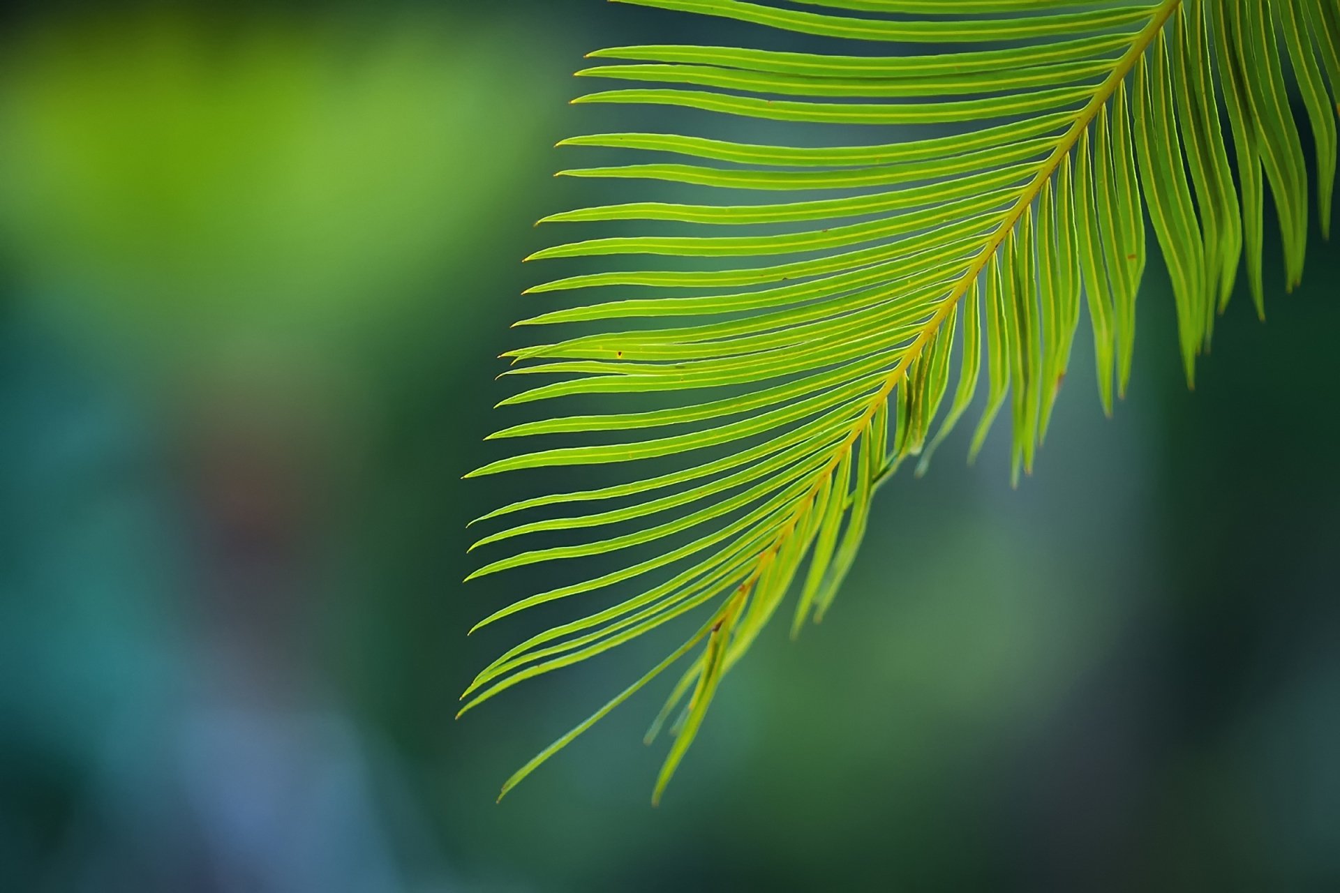 leaves branch green