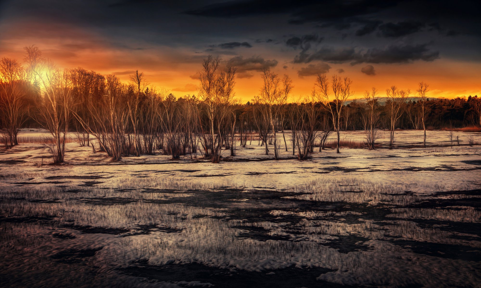 marshland sunset tree sun processing