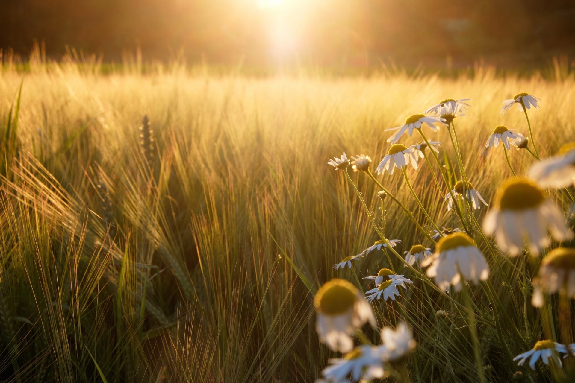 champ marguerites seigle soleil lumière coucher de soleil