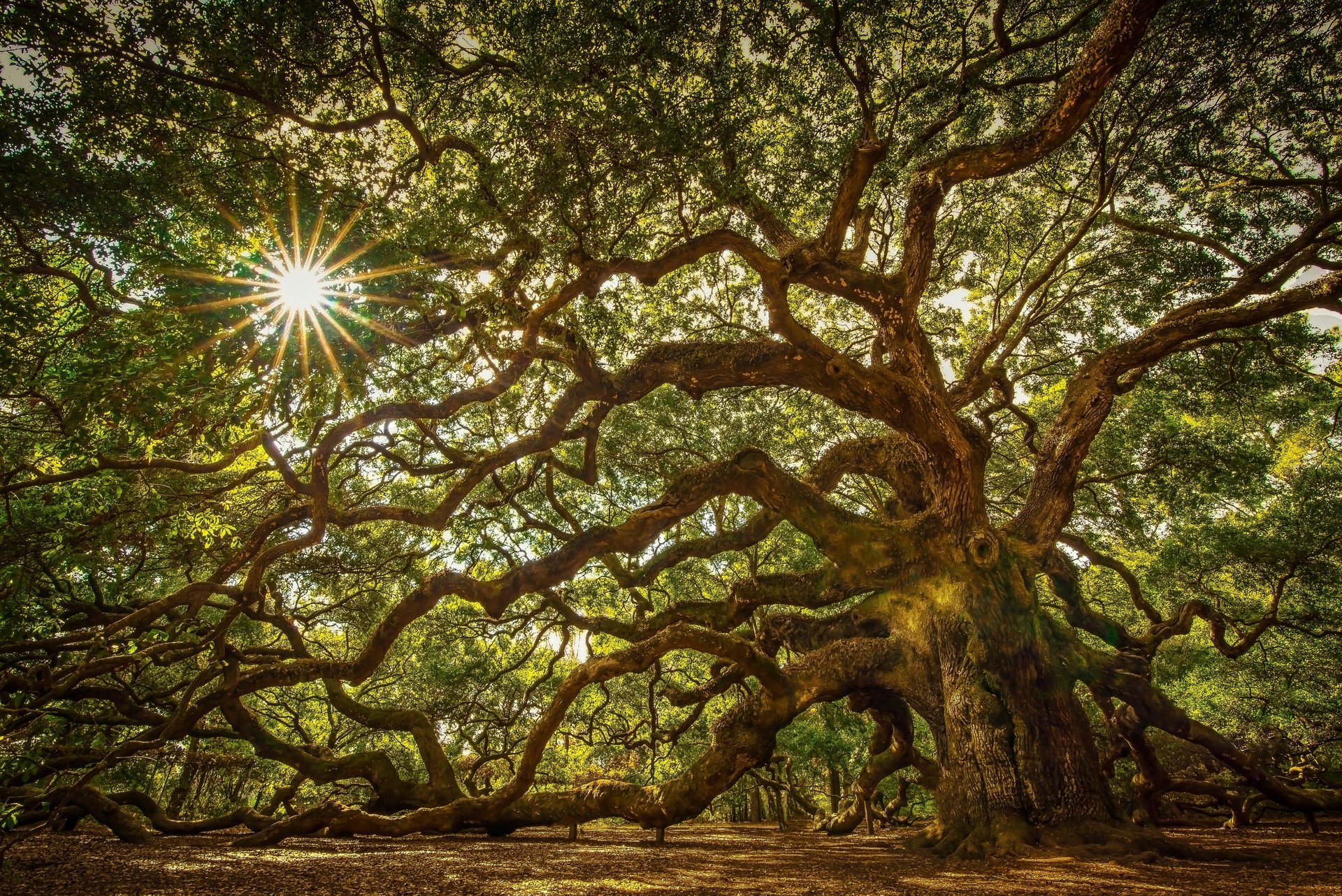 nature tree branches leaves sunlight rays beauty