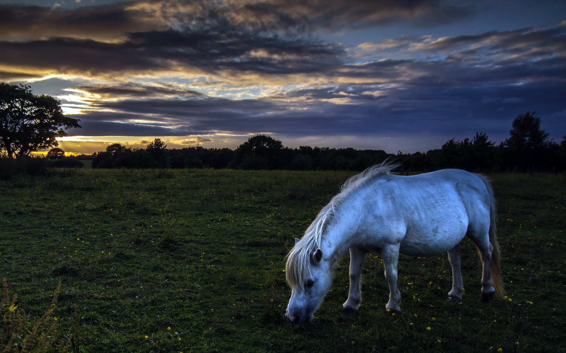 cheval champ nuit nature