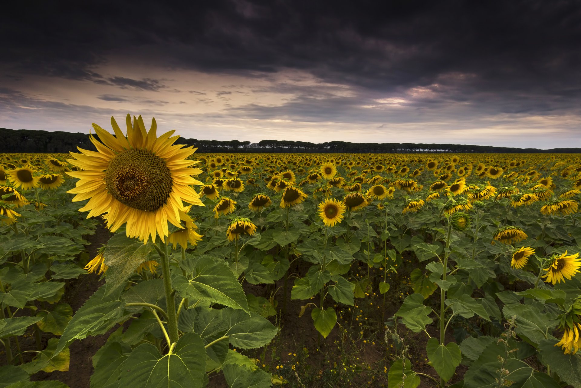 feld sonnenblumen sonnenblume abend wolken