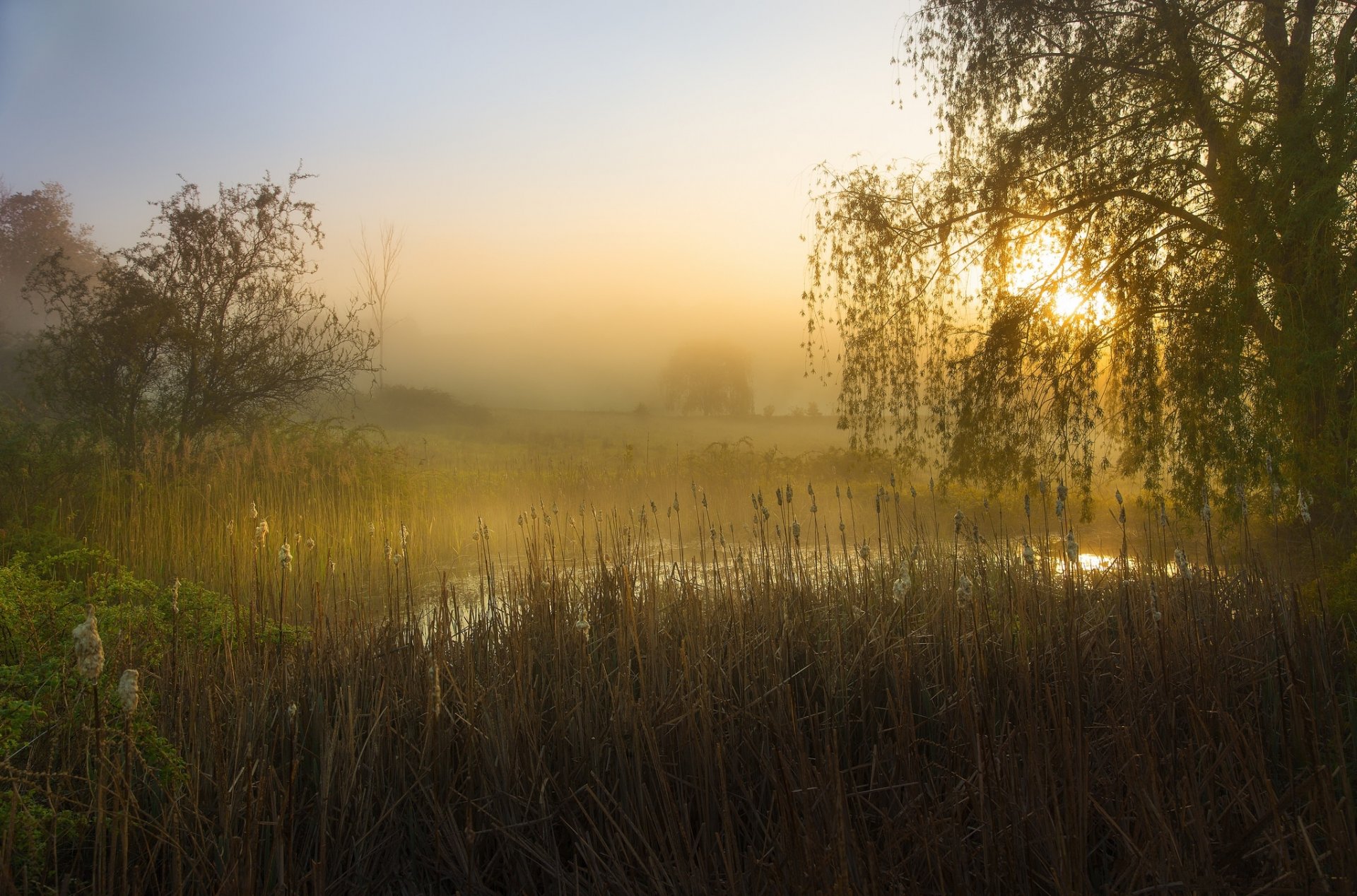 étang arbres roseaux brouillard matin