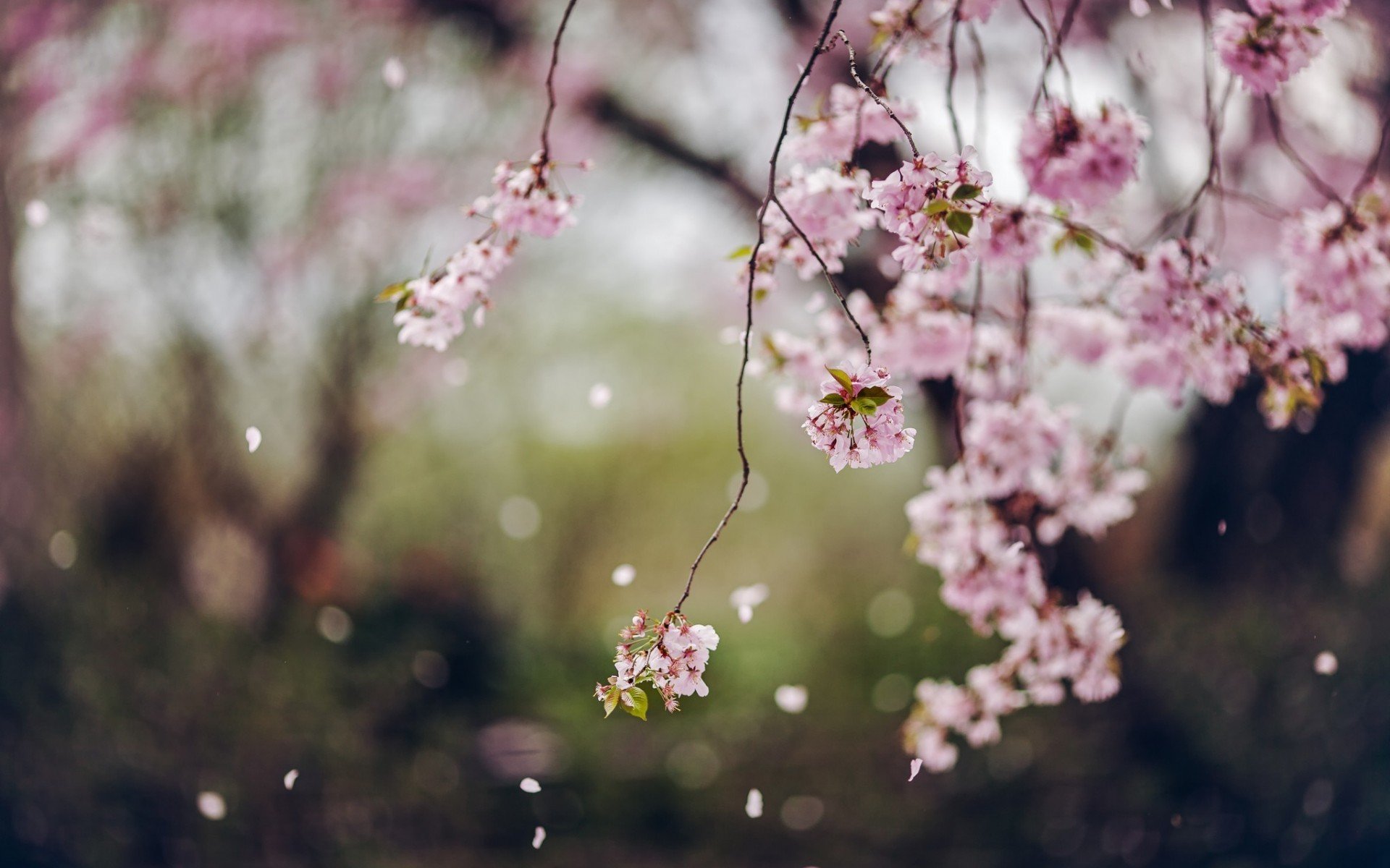 bäume blumen blüte frühling blütenblätter