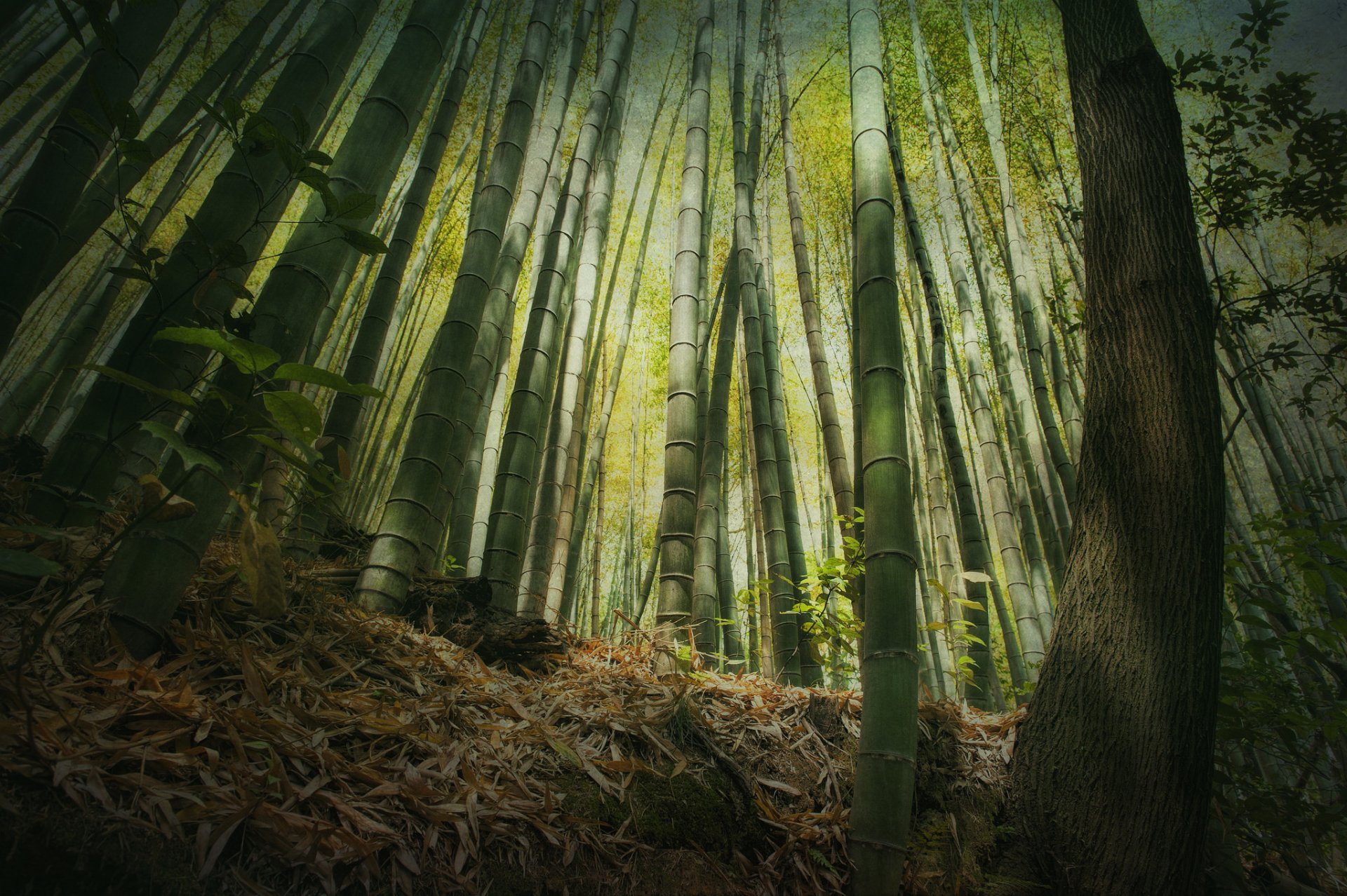 bambou forêt altitude