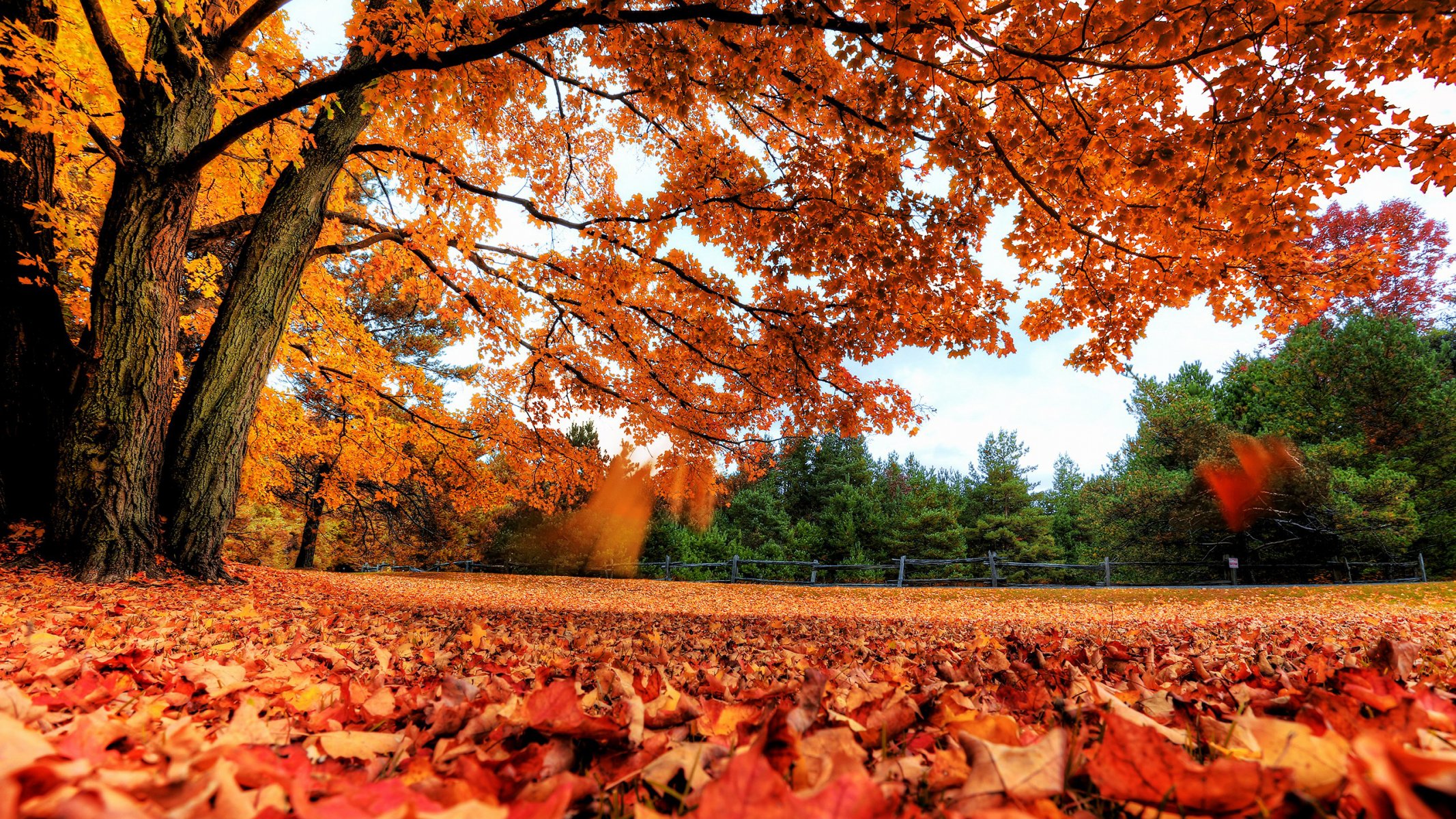 autumn foliage forest field leaves tree branches contrast