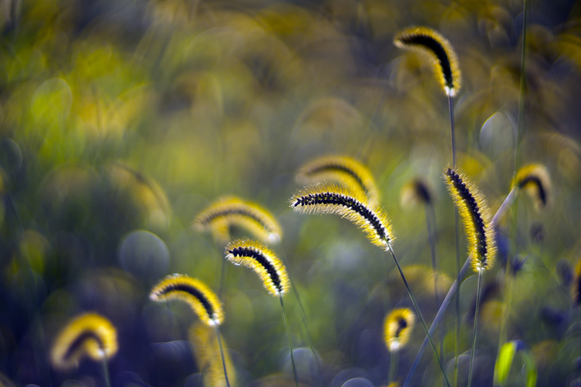 grass ears reflections sunset