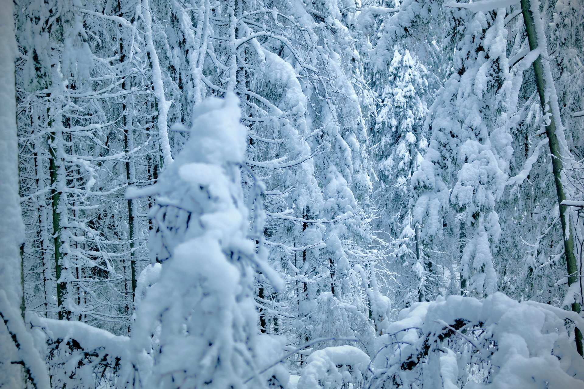 hiver arbres épinette pin forêt neige arbres de noël hiver pin arbre