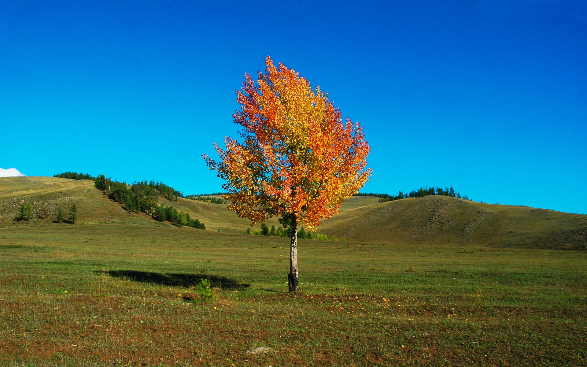 automne arbre ciel collines herbe champ paysage beauté brise