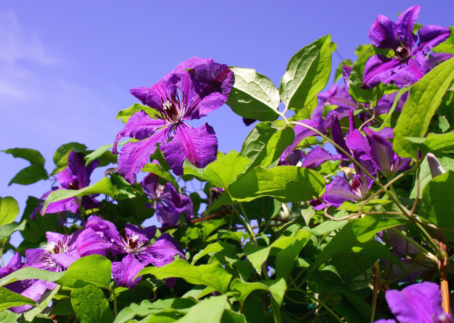 flower petals leaves sky